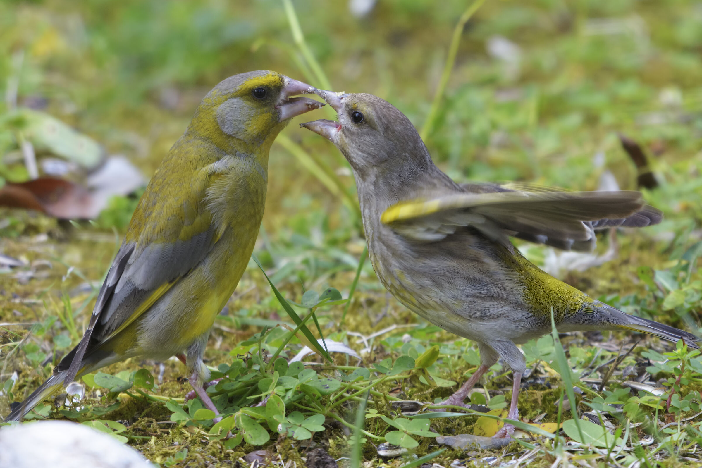 Courtship between bucks?