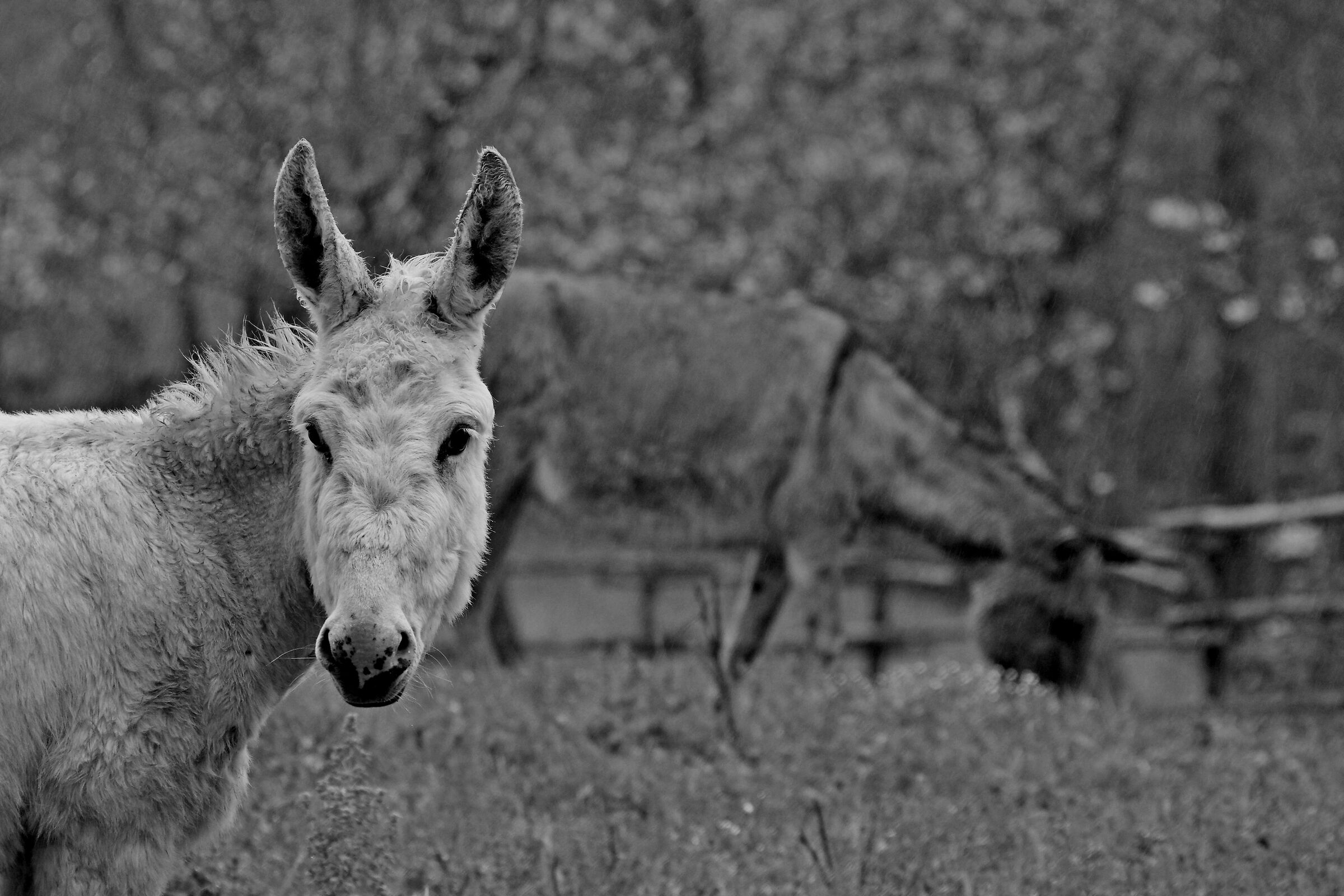 Better black and white...