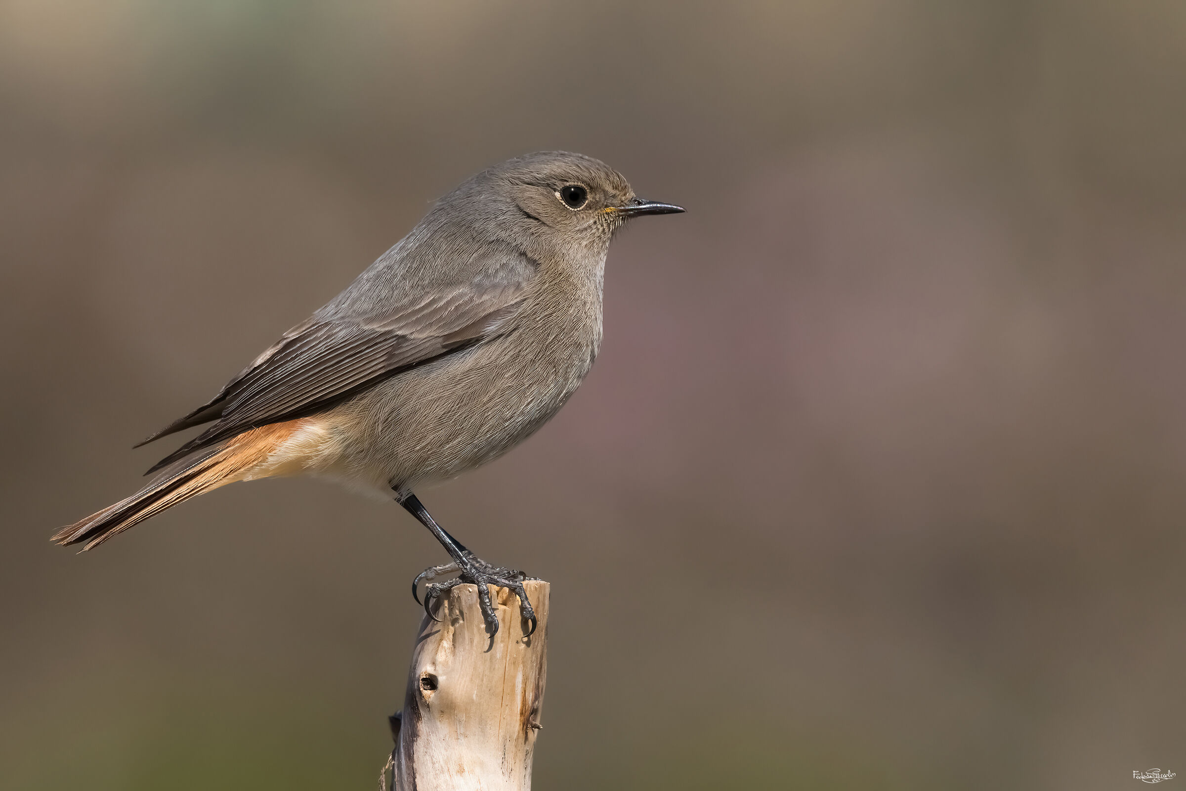 Codirosso spazzacamino