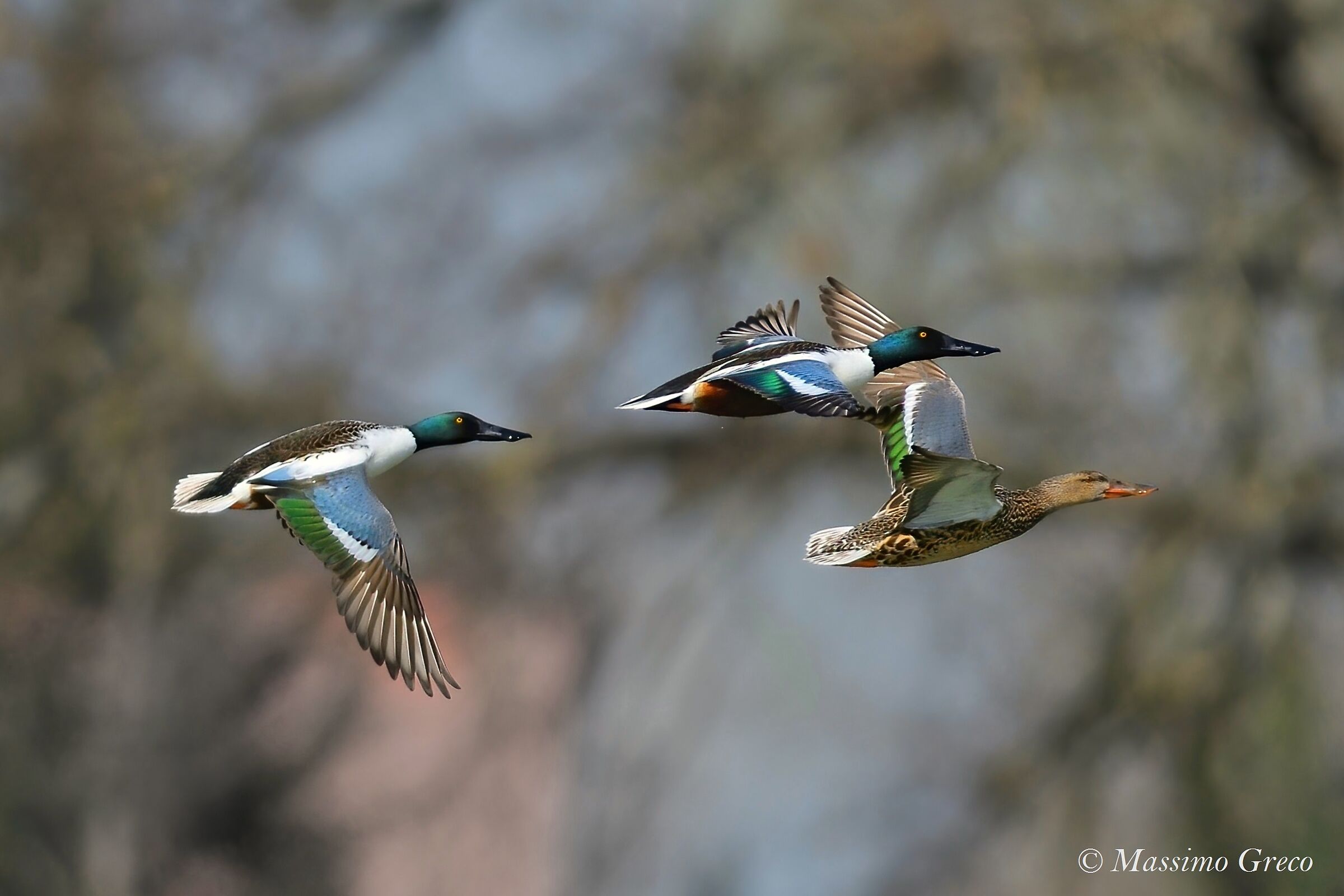 Mestolones (Anas clypeata)