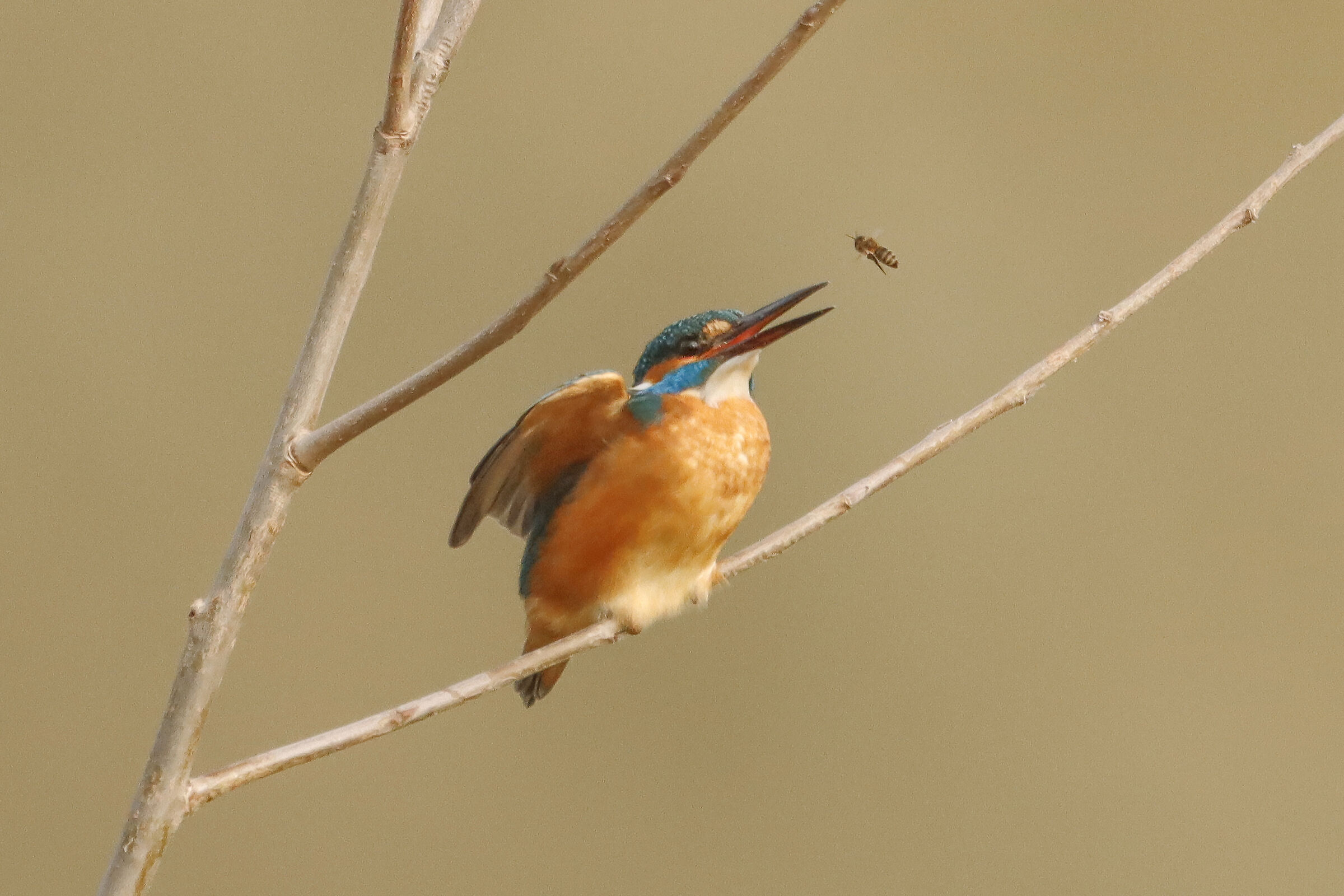 food variation or fear of sting?