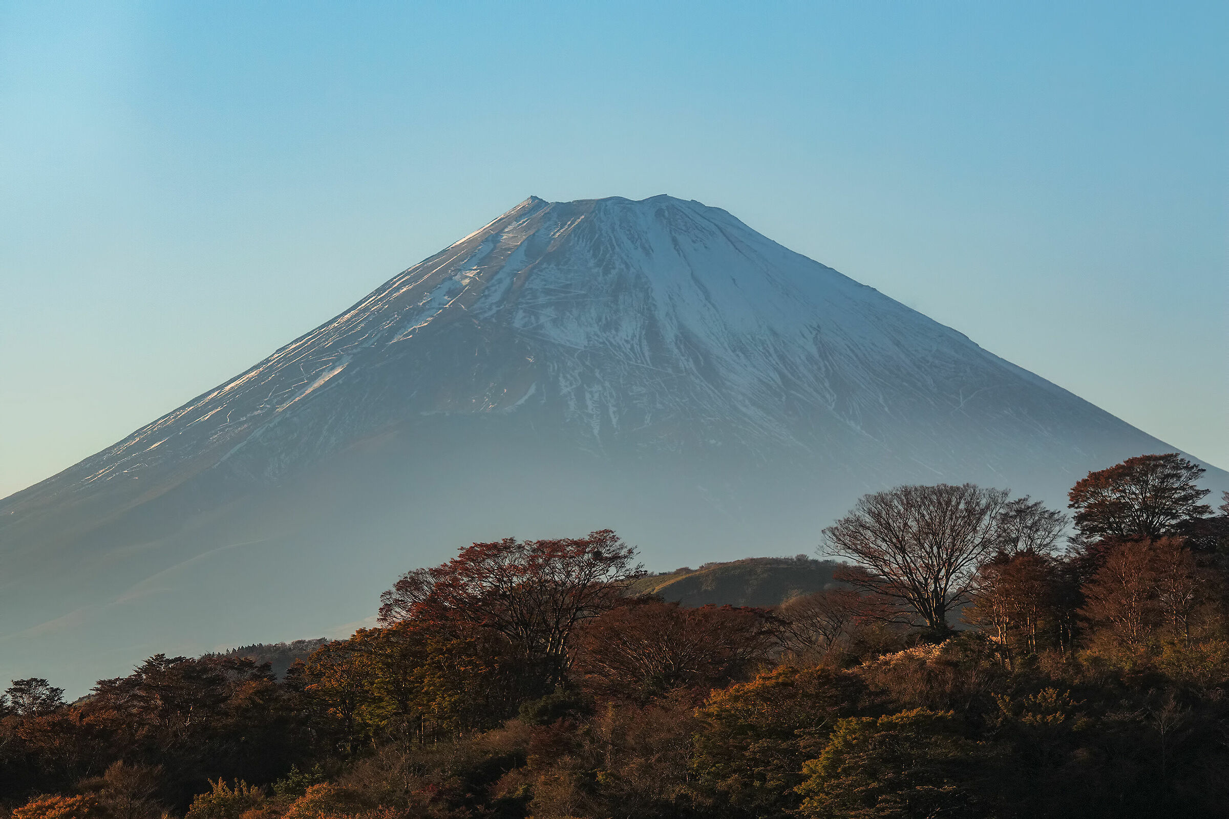 Spunta tra gli alberi