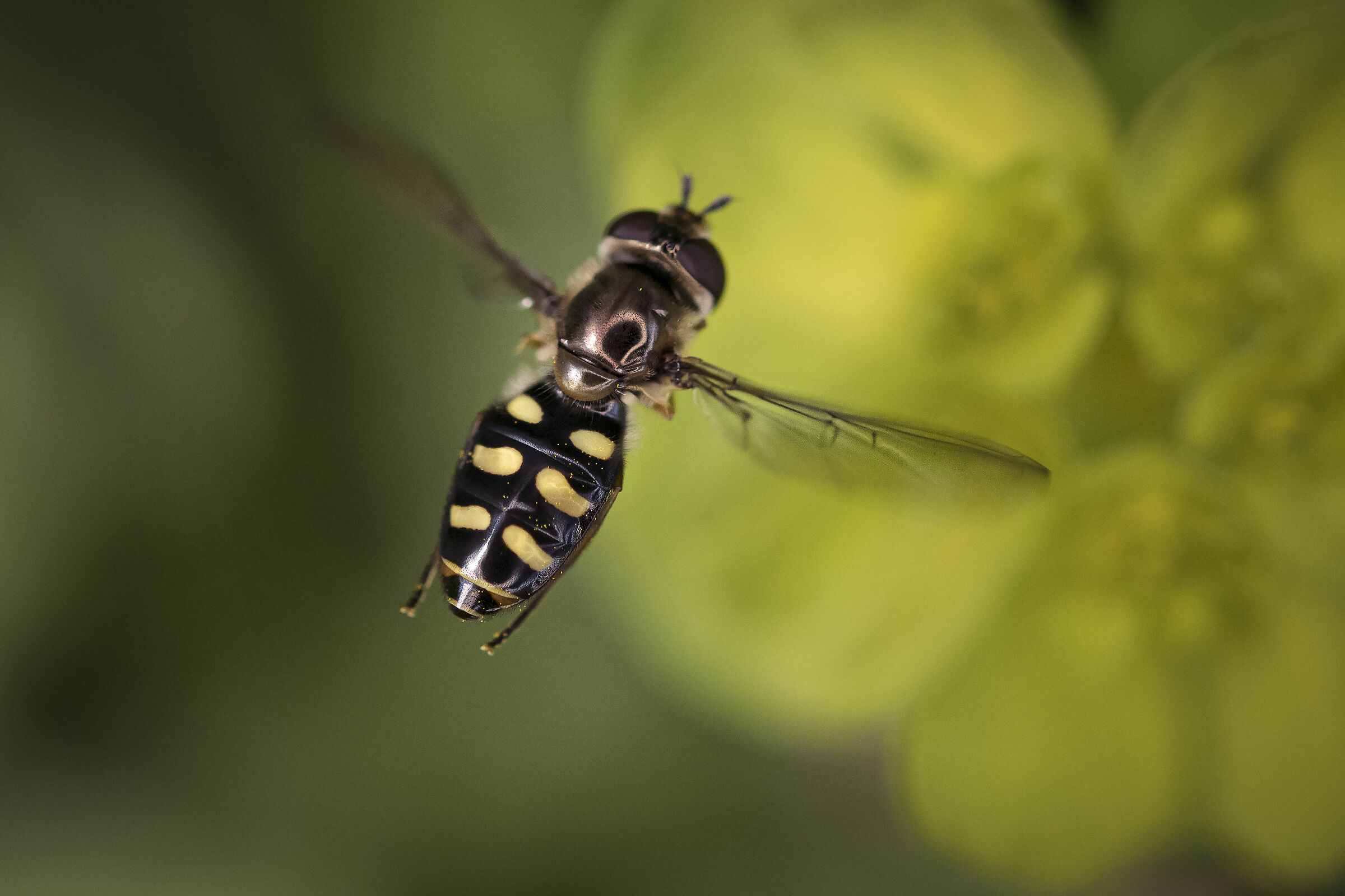 Dittero sirfide in volo