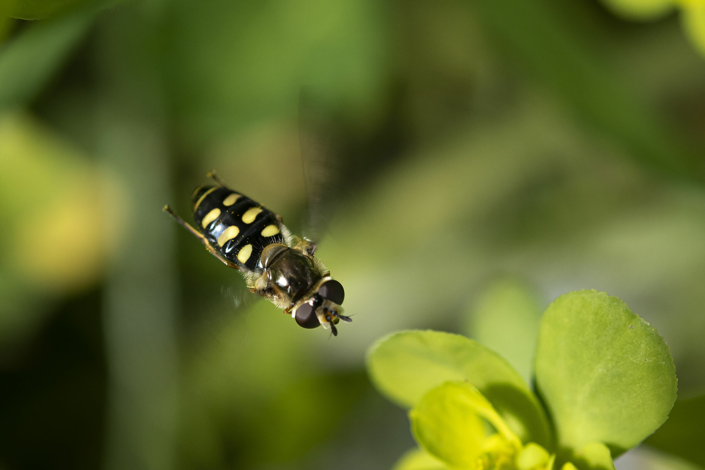 Dittero sirfide in volo 2