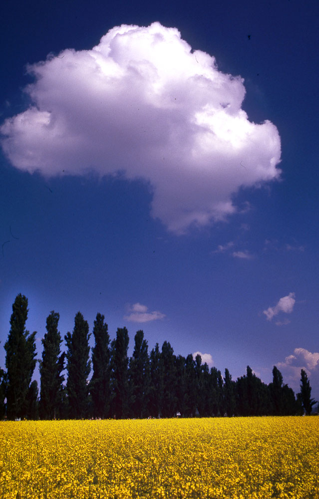 natura in verticale-5