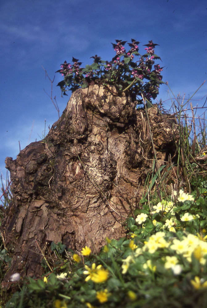 natura in verticale-10