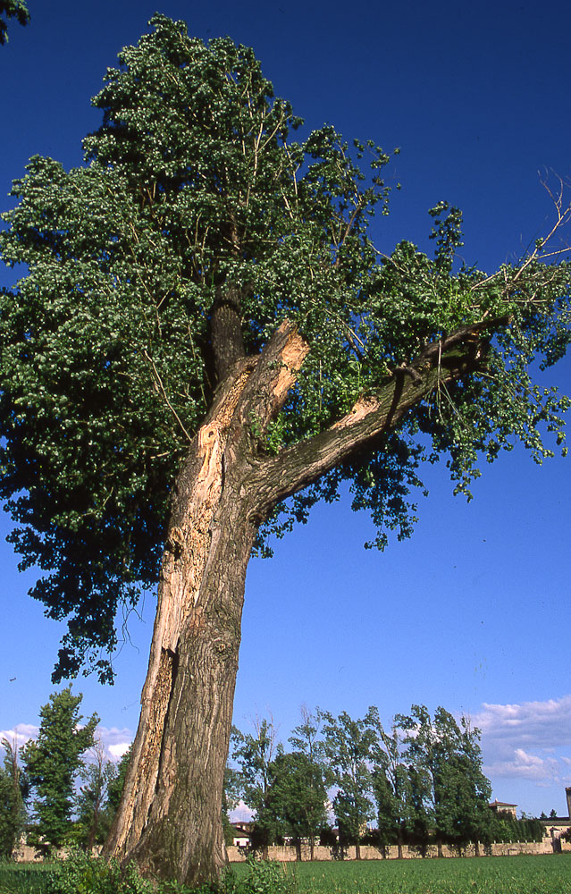 natura in verticale-13