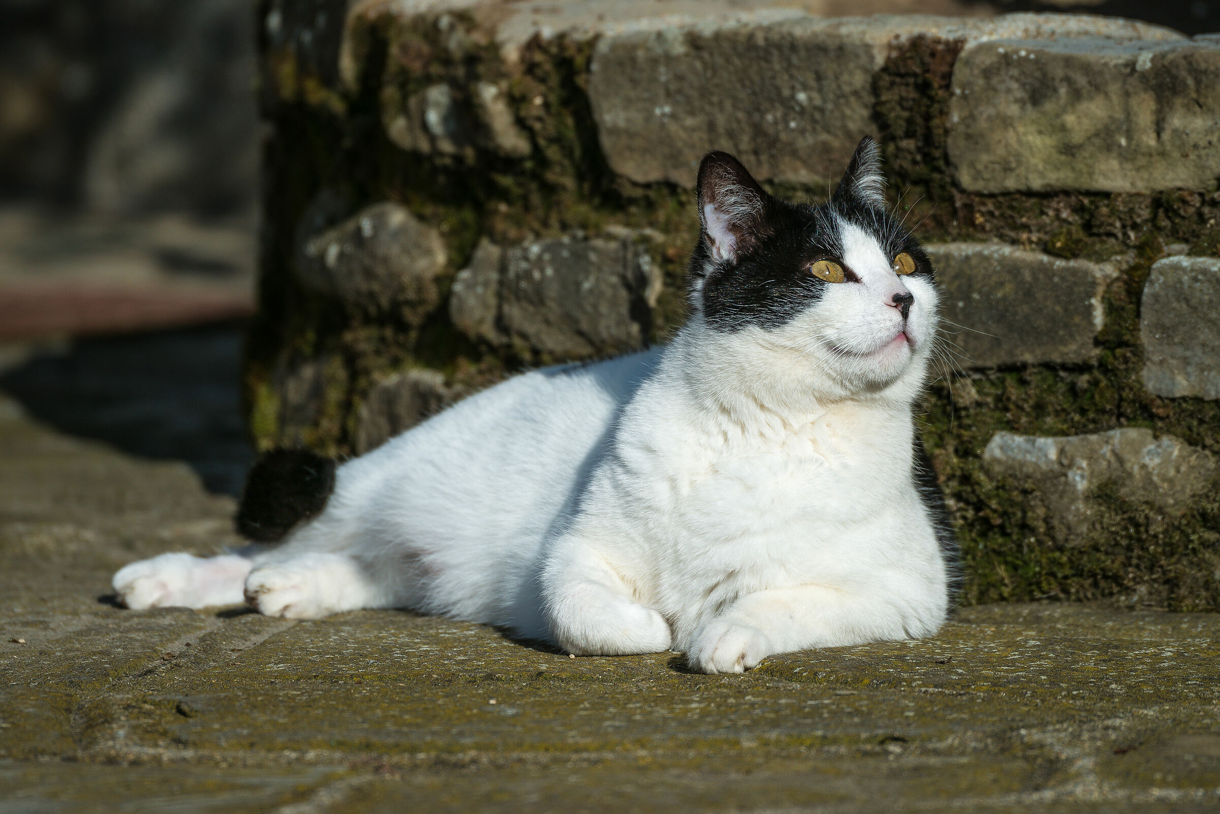 Anche quando mi riposo non misgffugge niente