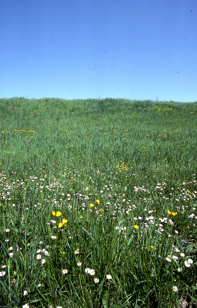 natura in verticale-14