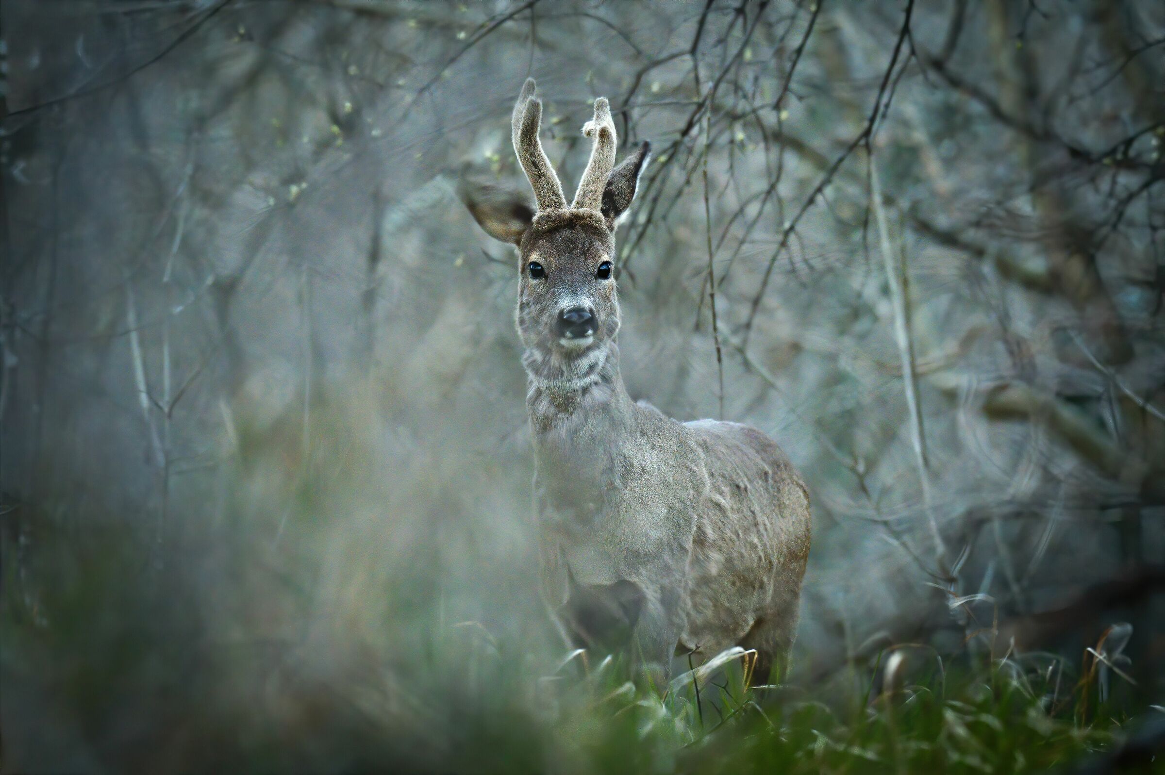 Roe deer at dusk - With Denoise Topaz