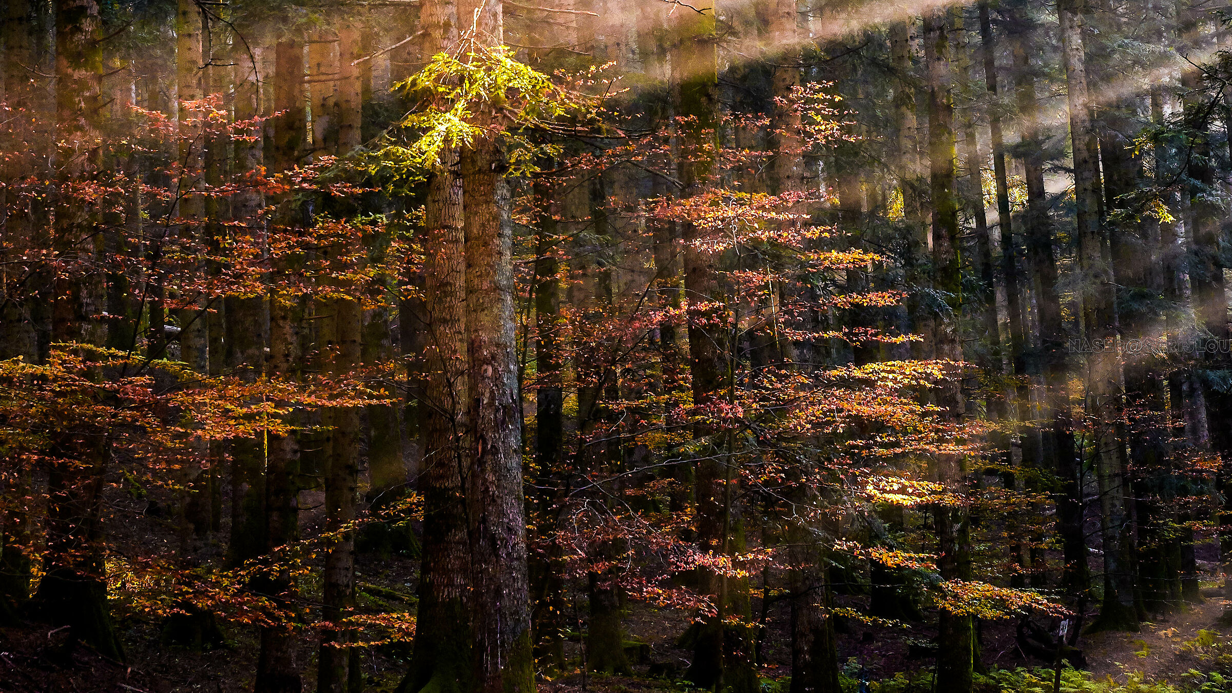 autunno casentinese 3