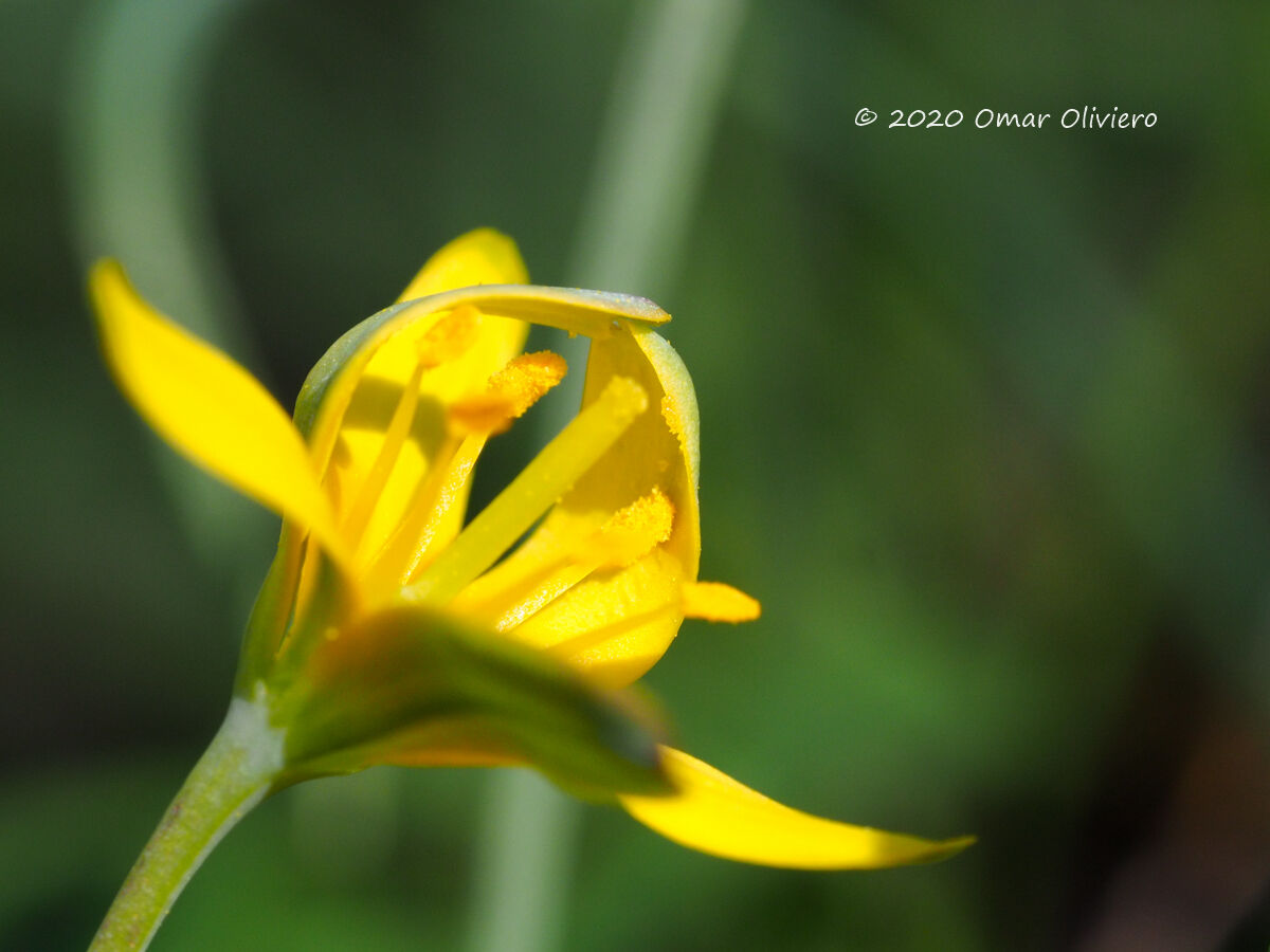Gagea lutea