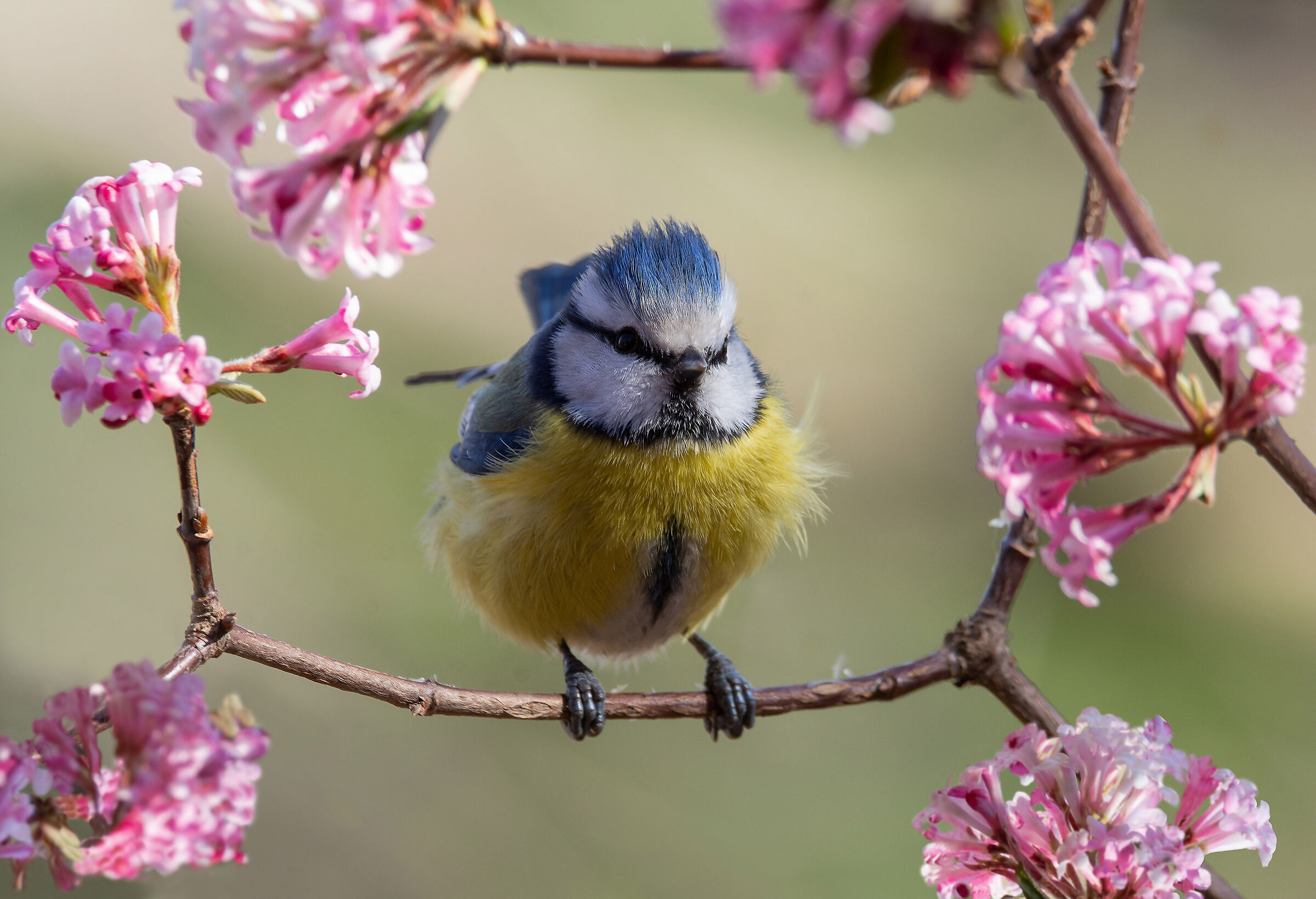 La cincia sull'altalena