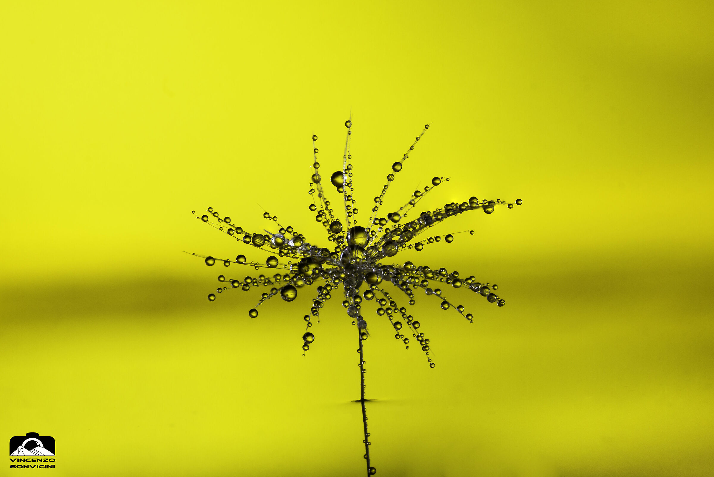 Gocce su un soffione - 1