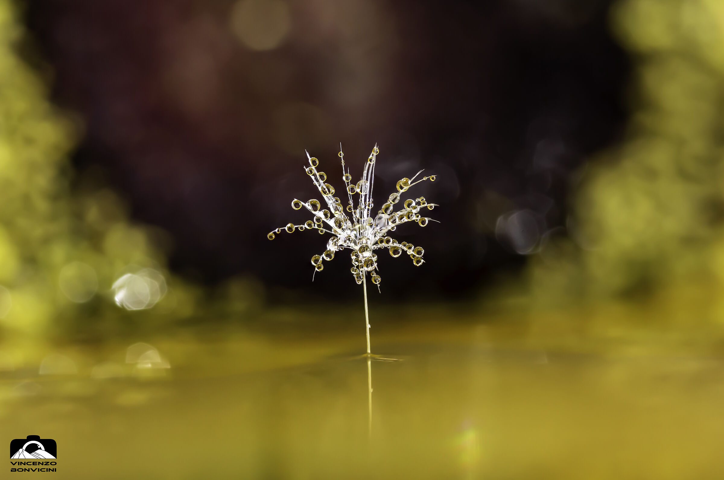 Gocce su un soffione - 2