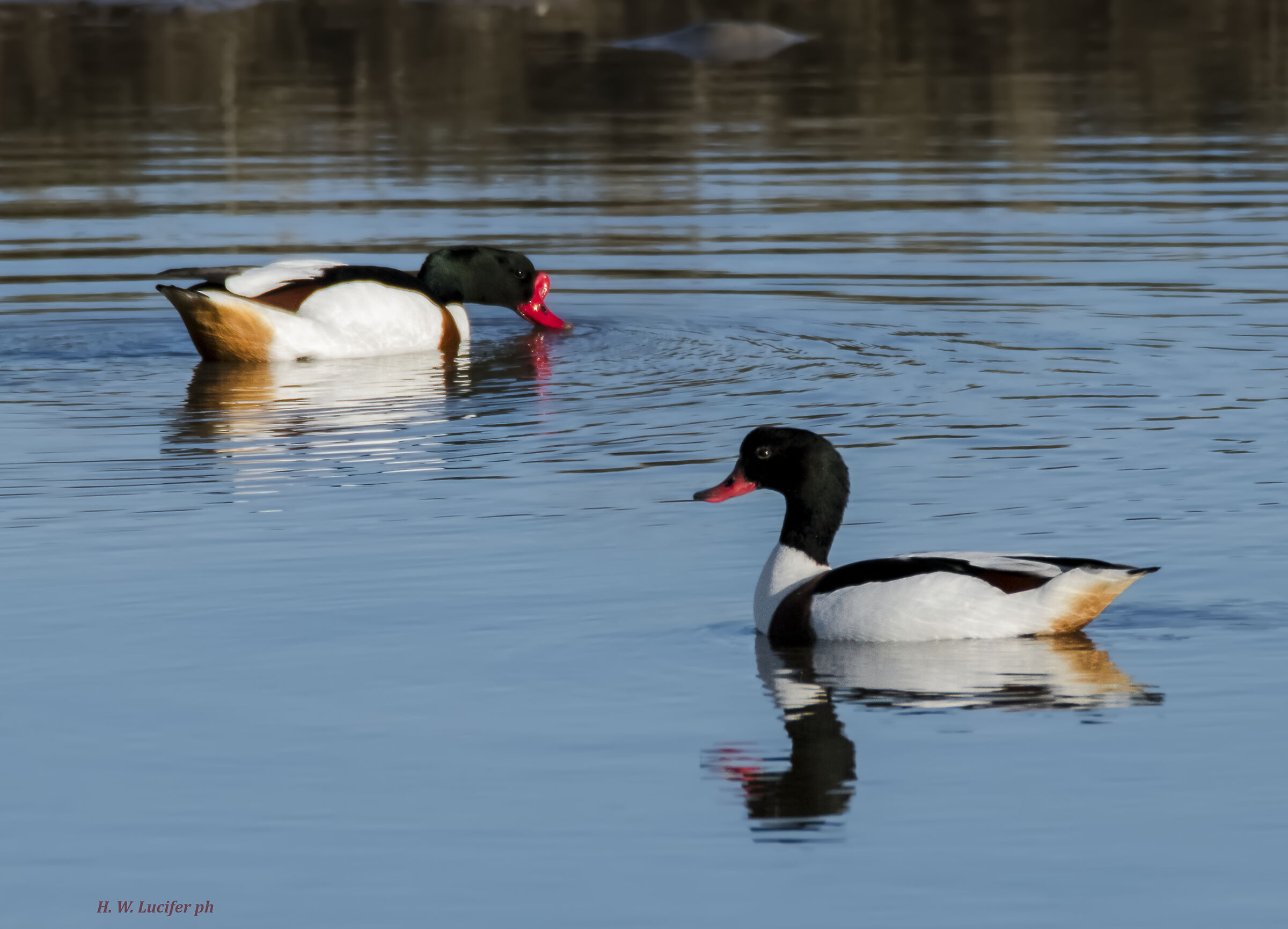 Spring, couple's life
