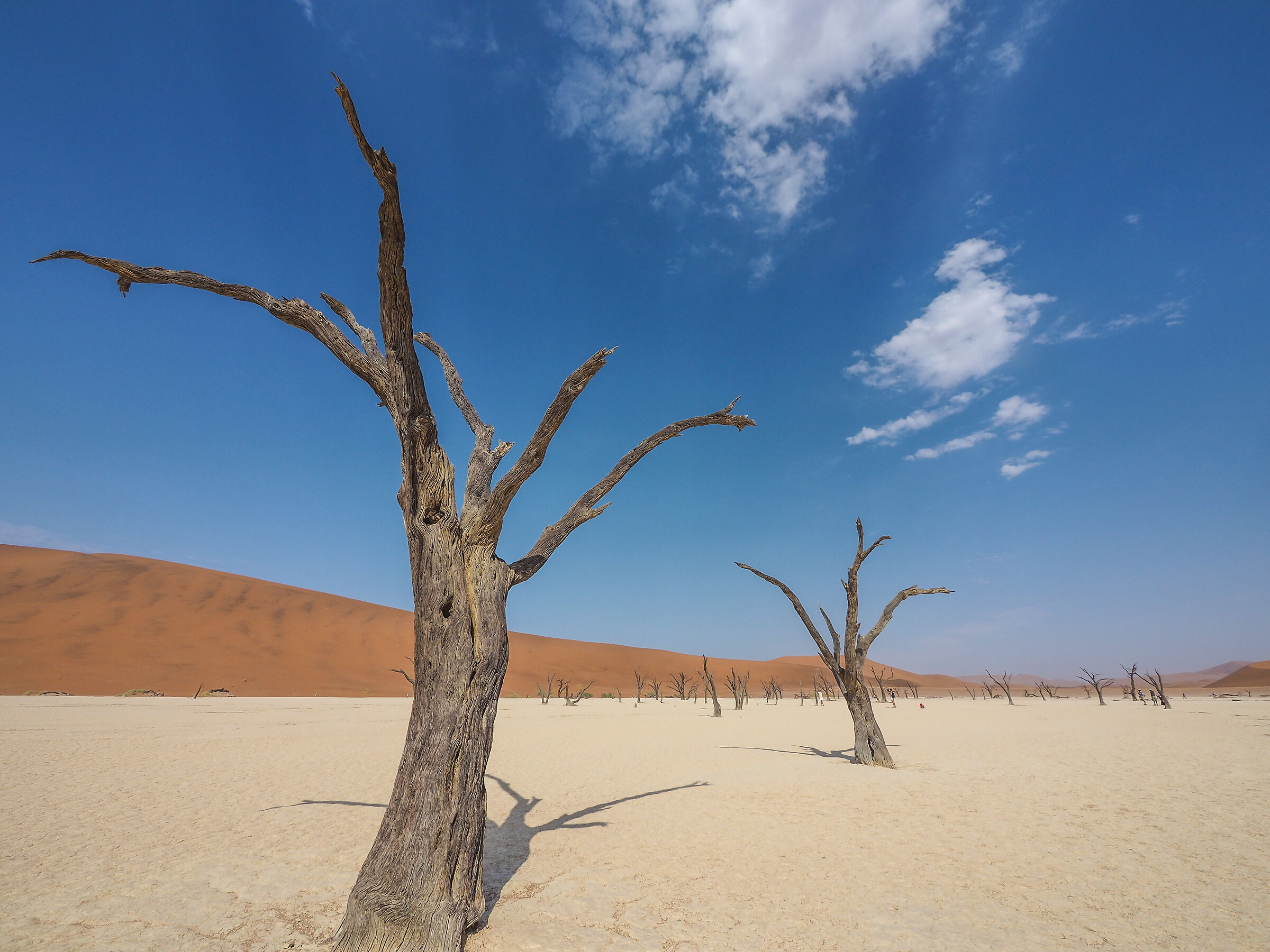 Dead Vlei