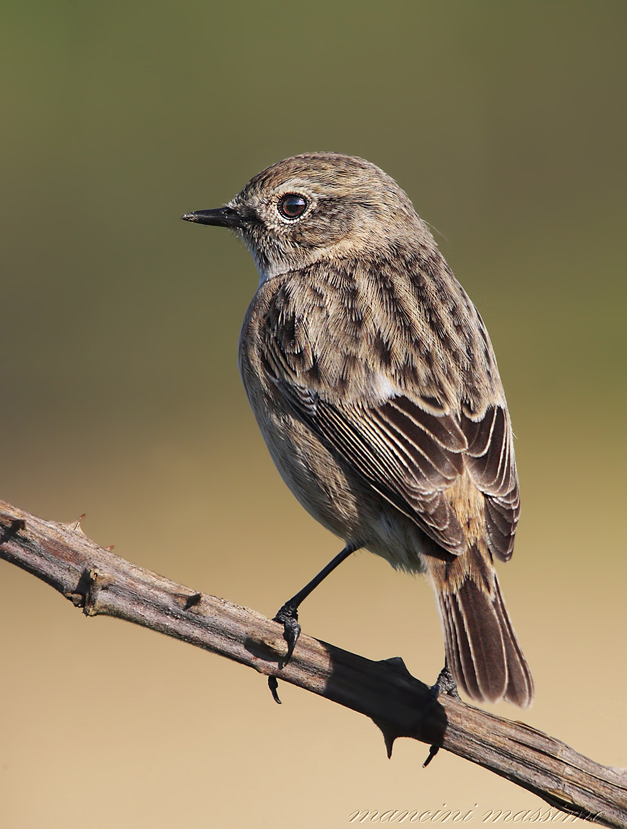 Saltimpalo F (Saxicola torquata)