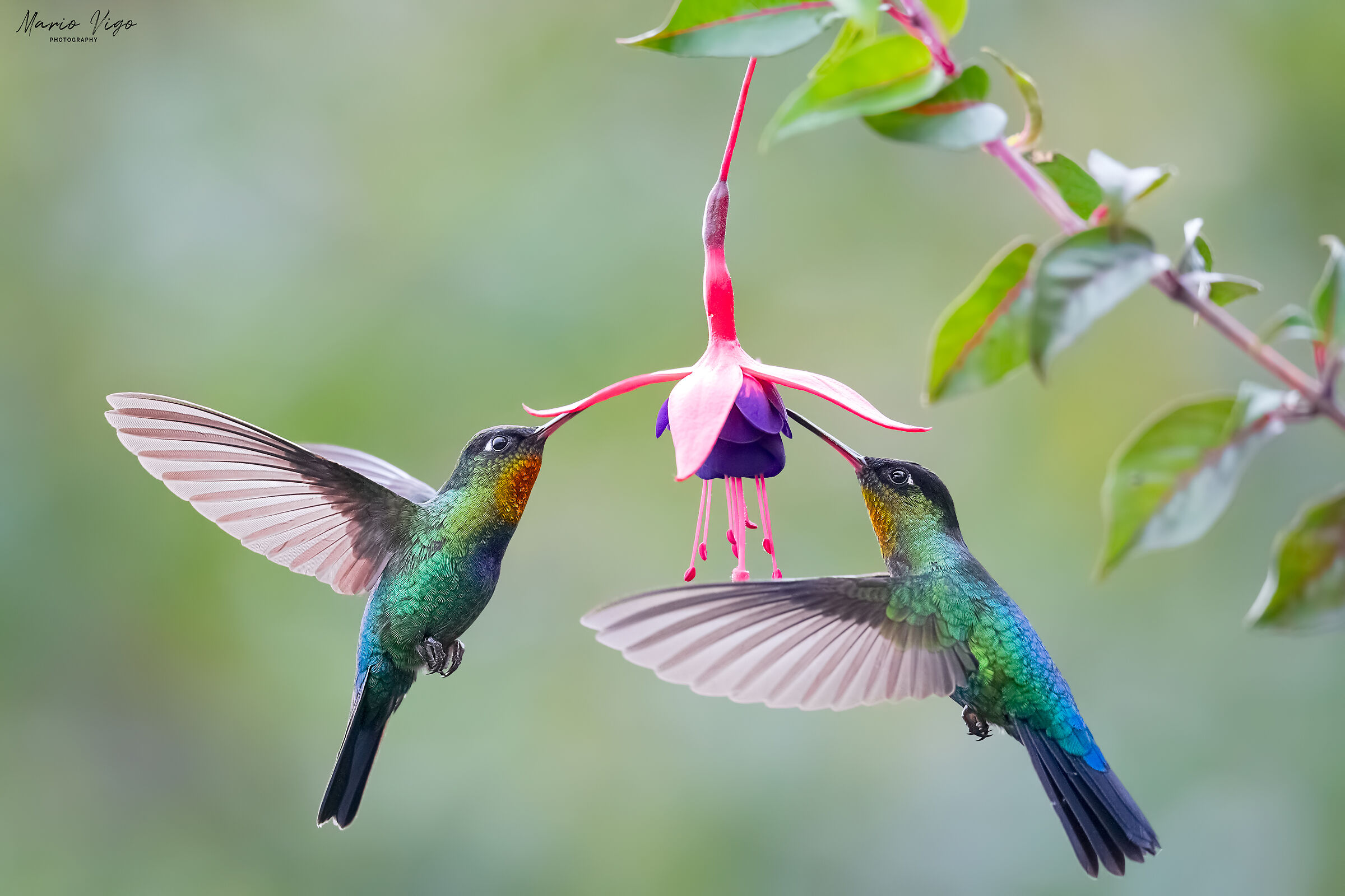 La danza dei gola di fiamma