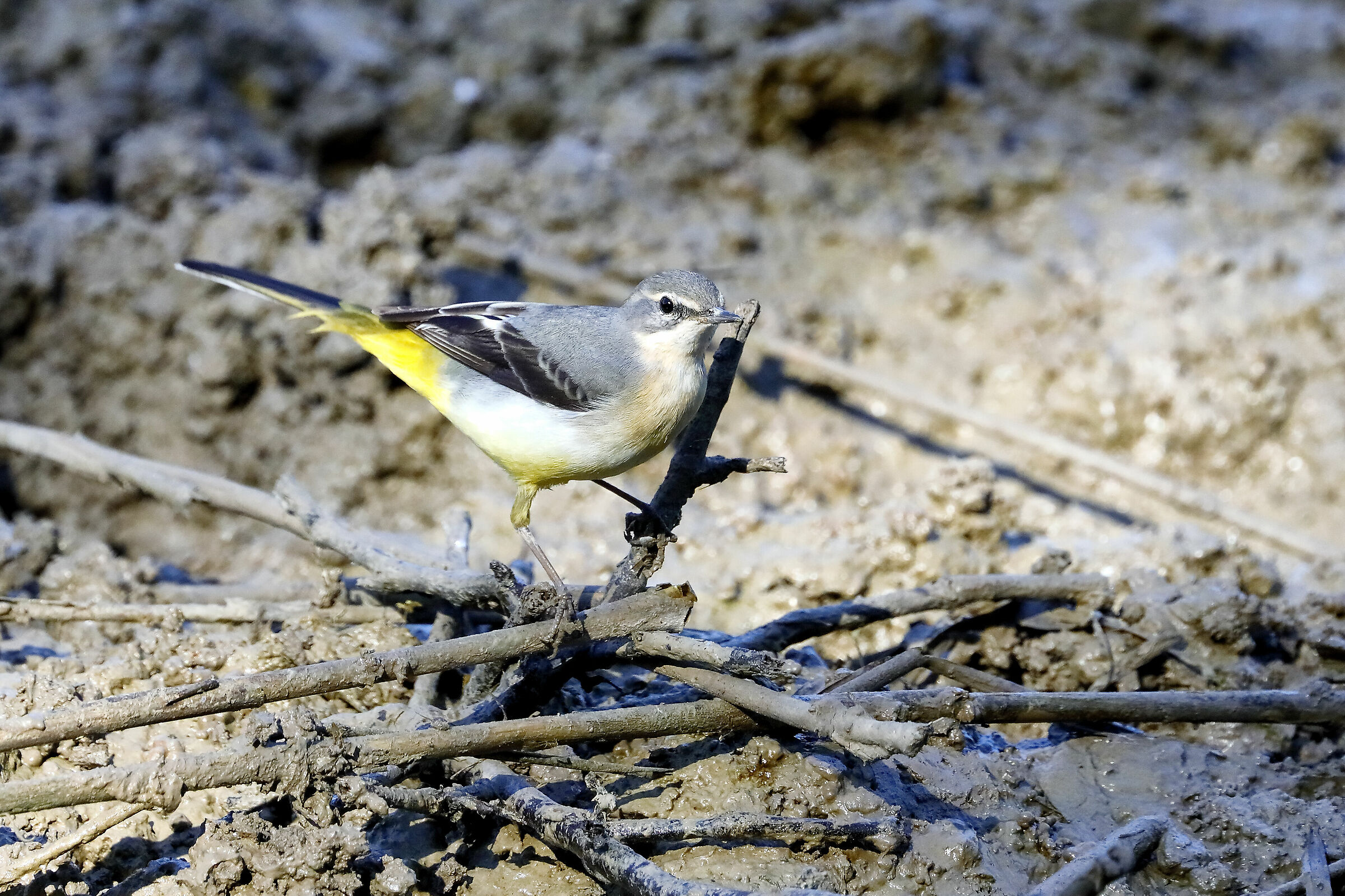 In cerca di qualcosa