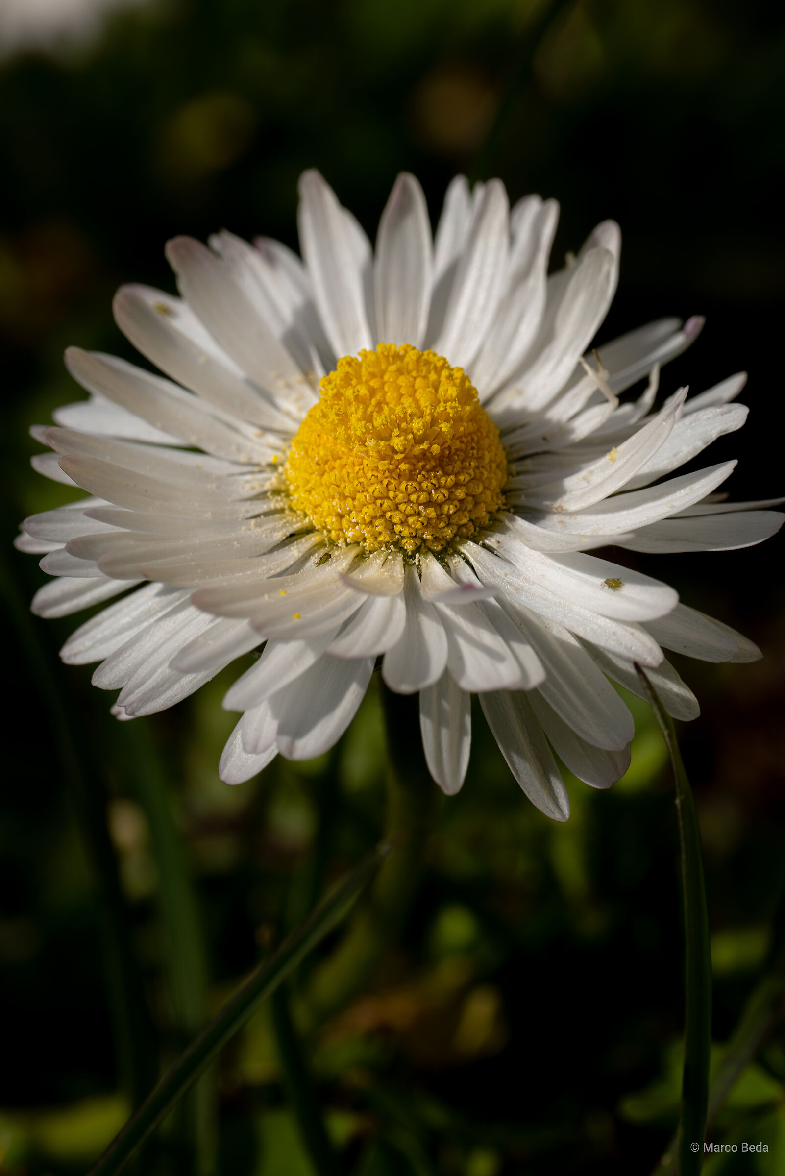 Daisy