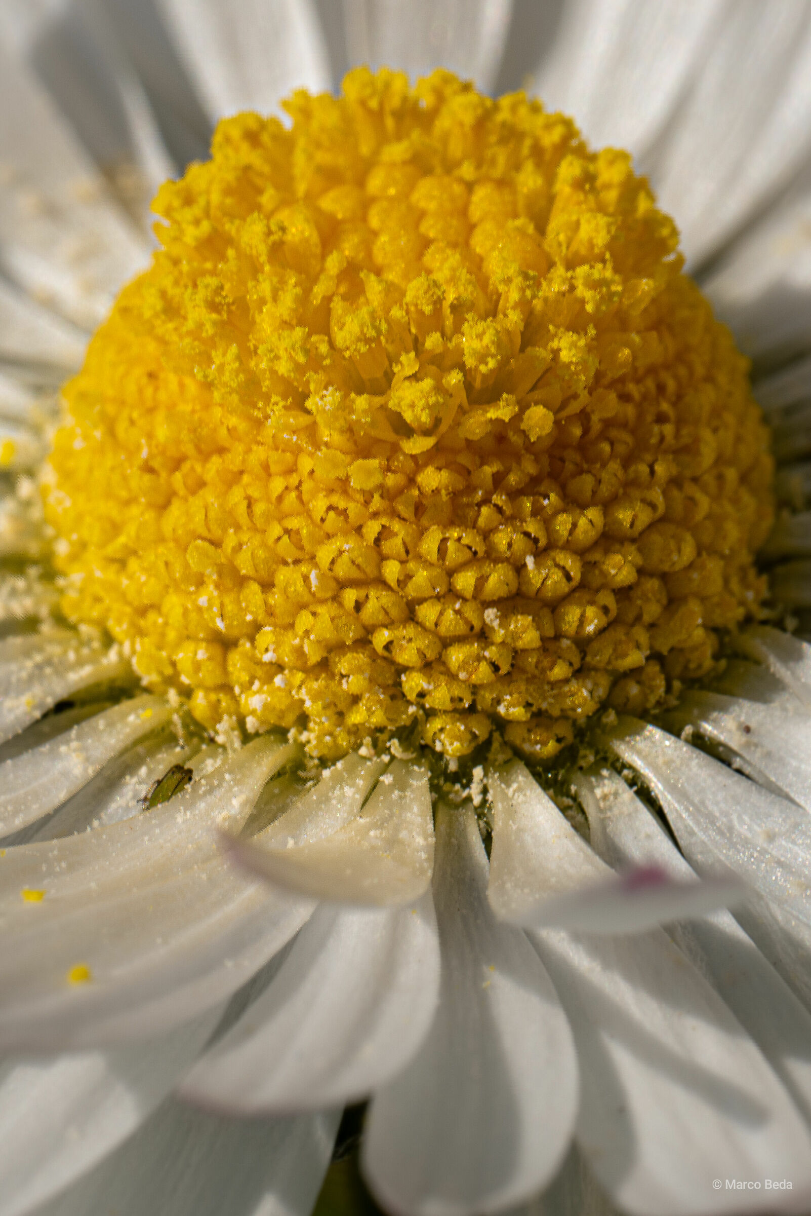 Daisy Crop (raw highres 187mpx)