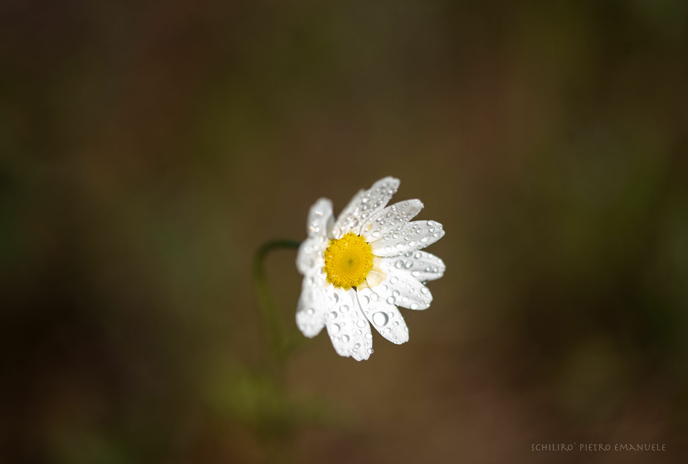 Dedicated to Mother Teresa of Calcutta and India