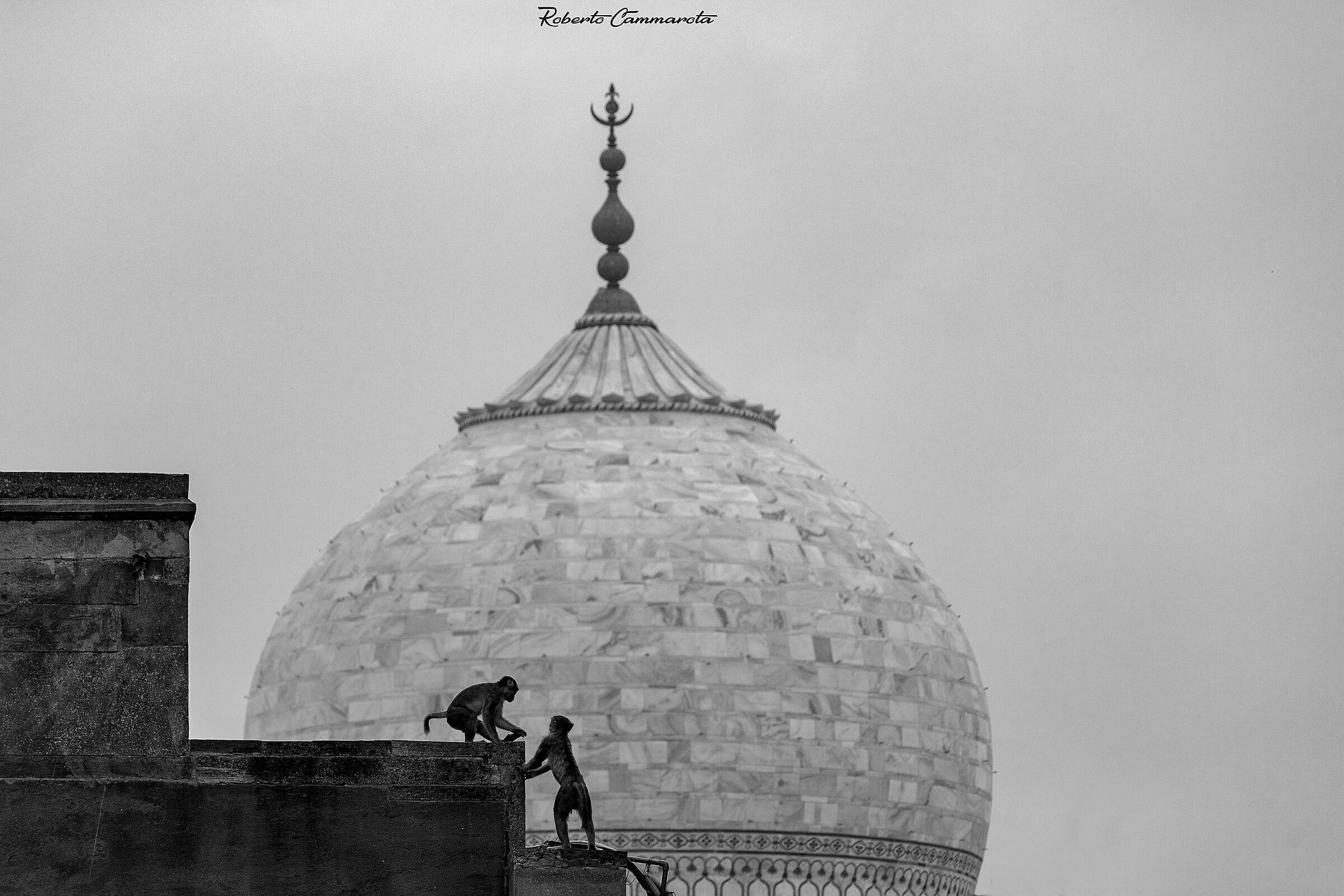 Monkeys at the Taj Mahal