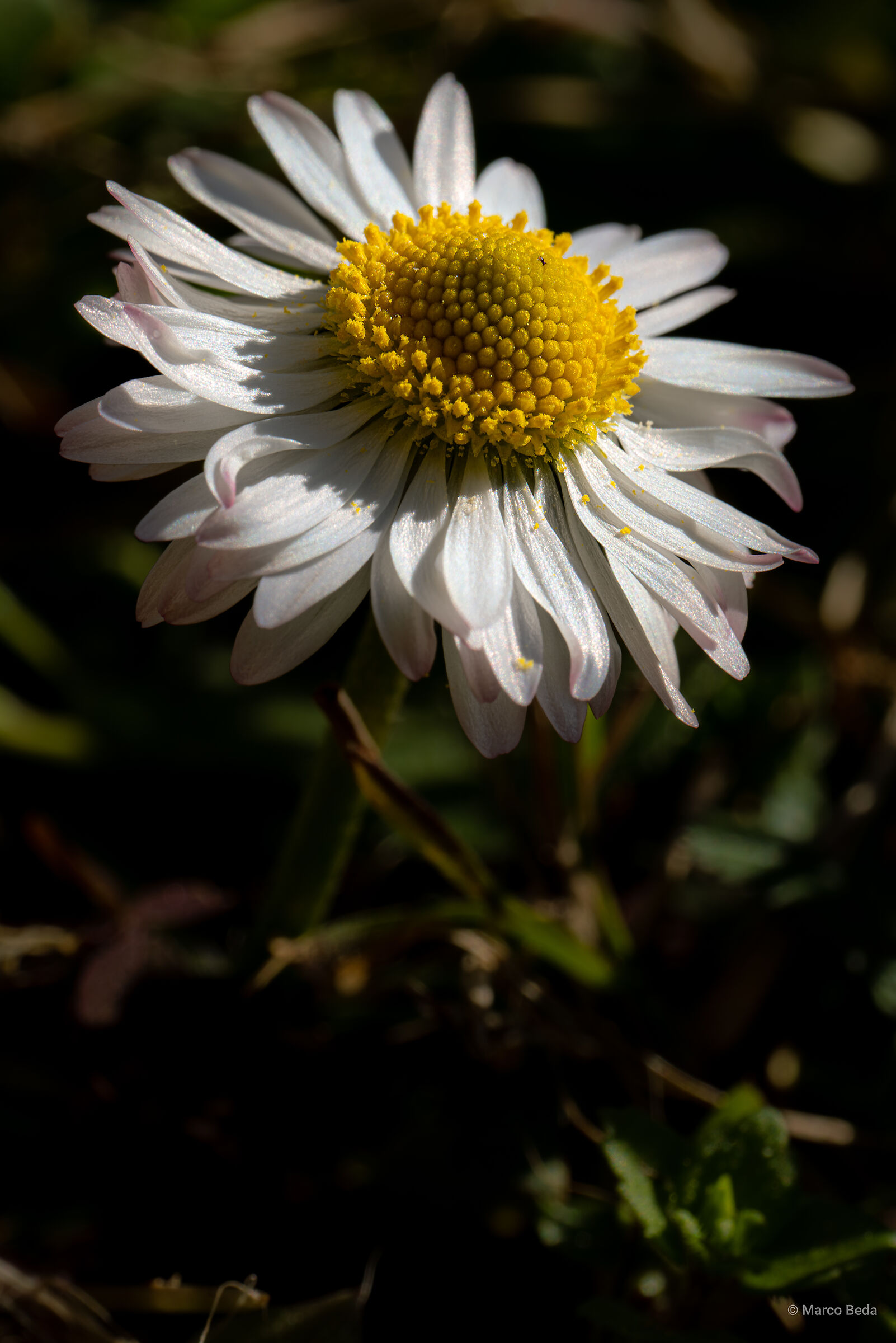 Daisy highres 187 mpx