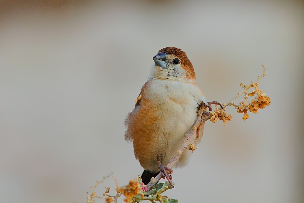 I believe Webb's Panuro