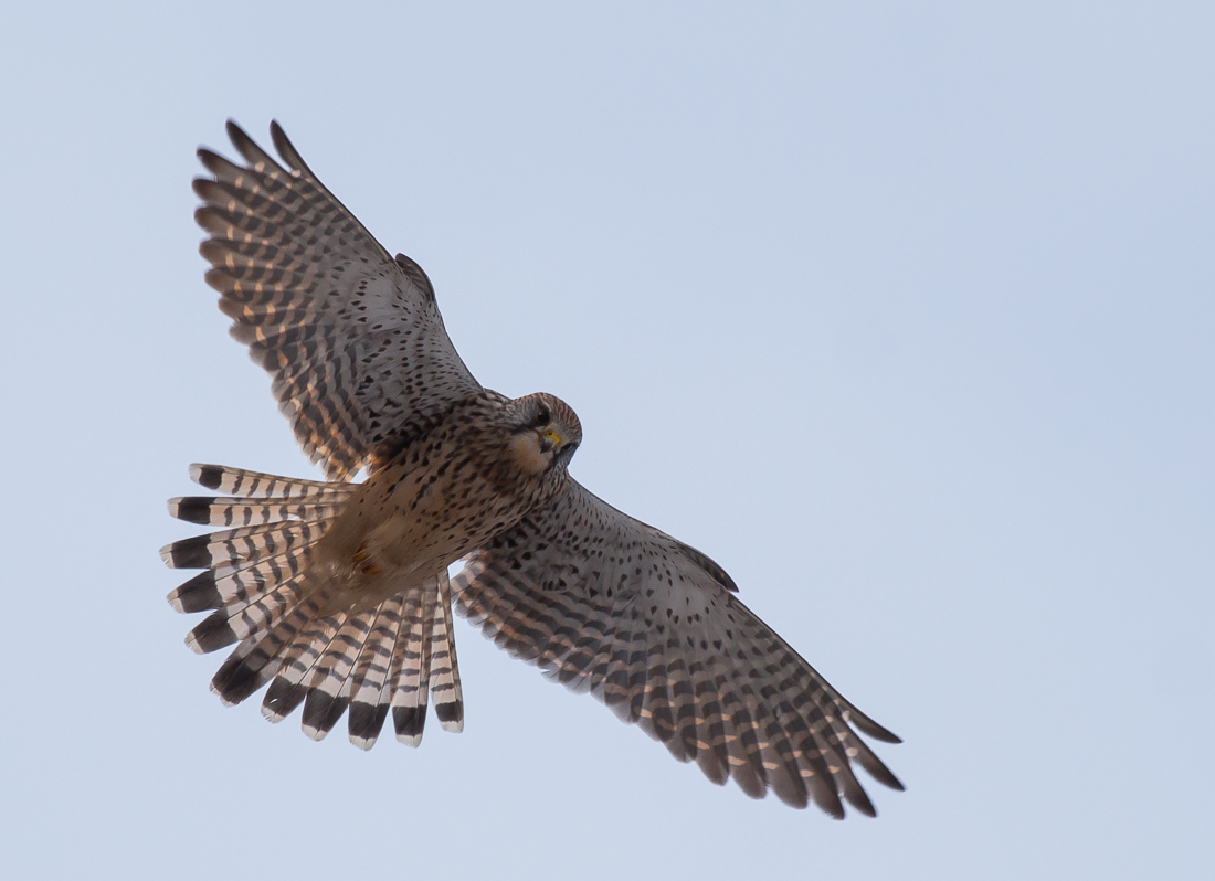 Common kestrel