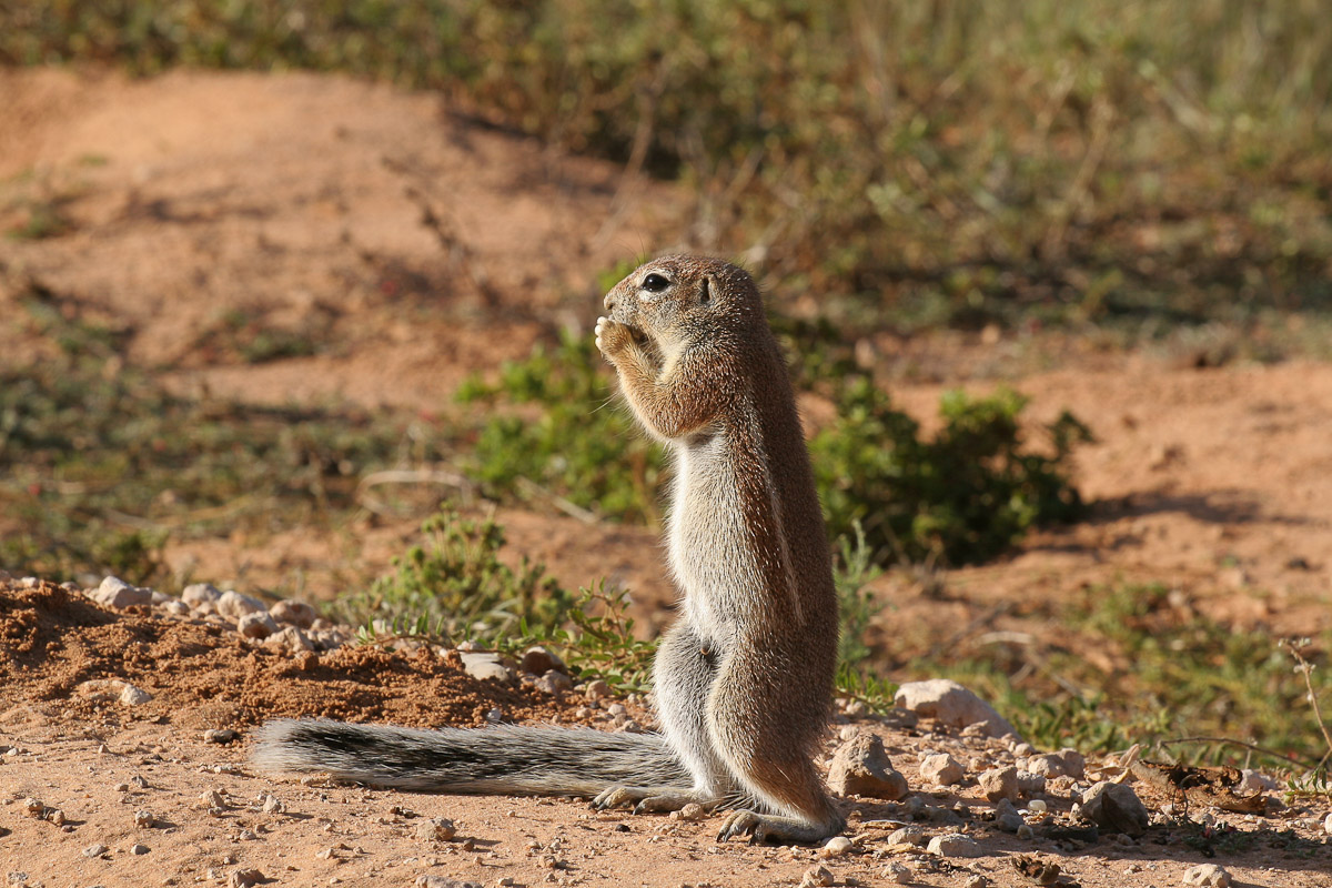 Scoiattolo del Capo - Kgalagadi N. P.