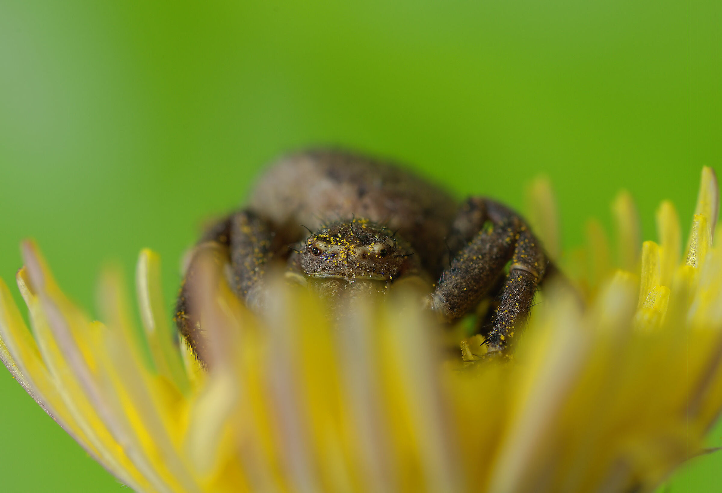 Thomisidae, New