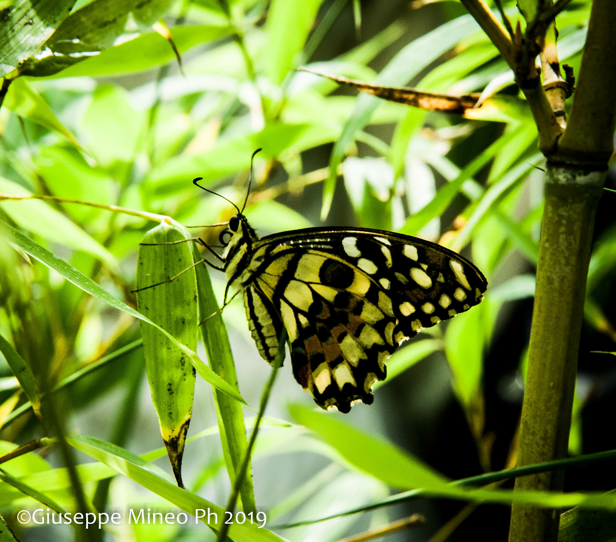 Casa delle farfalle (Palermo)