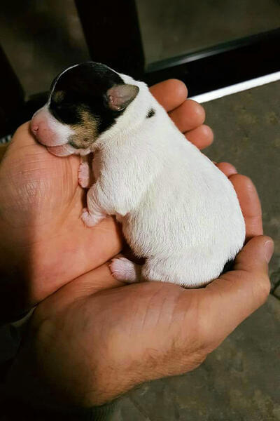 Foto