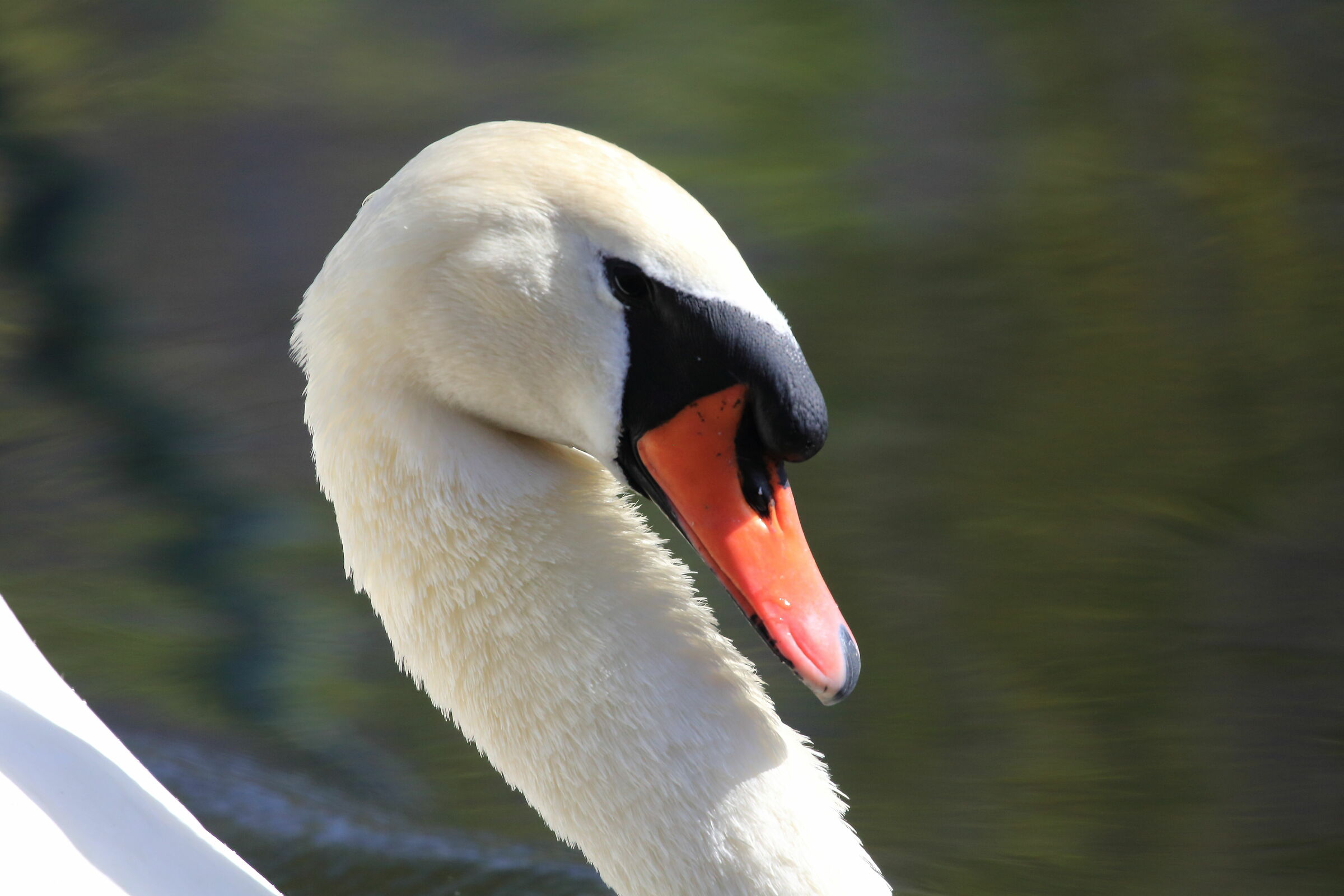 Swan