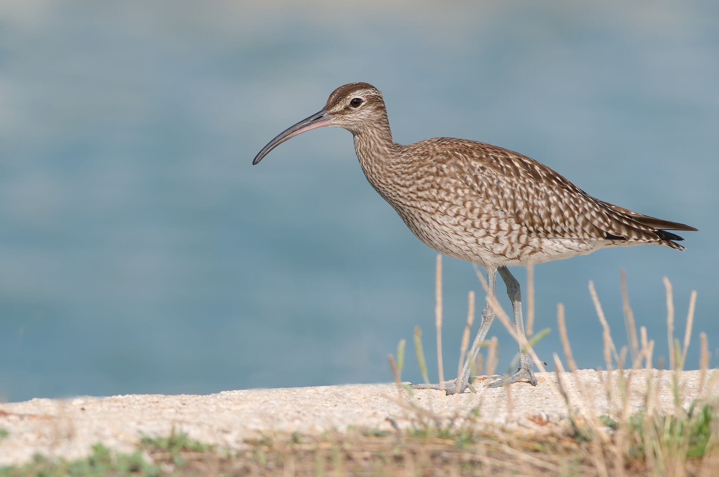 Small chiurlo (Numenius phaeopus)
