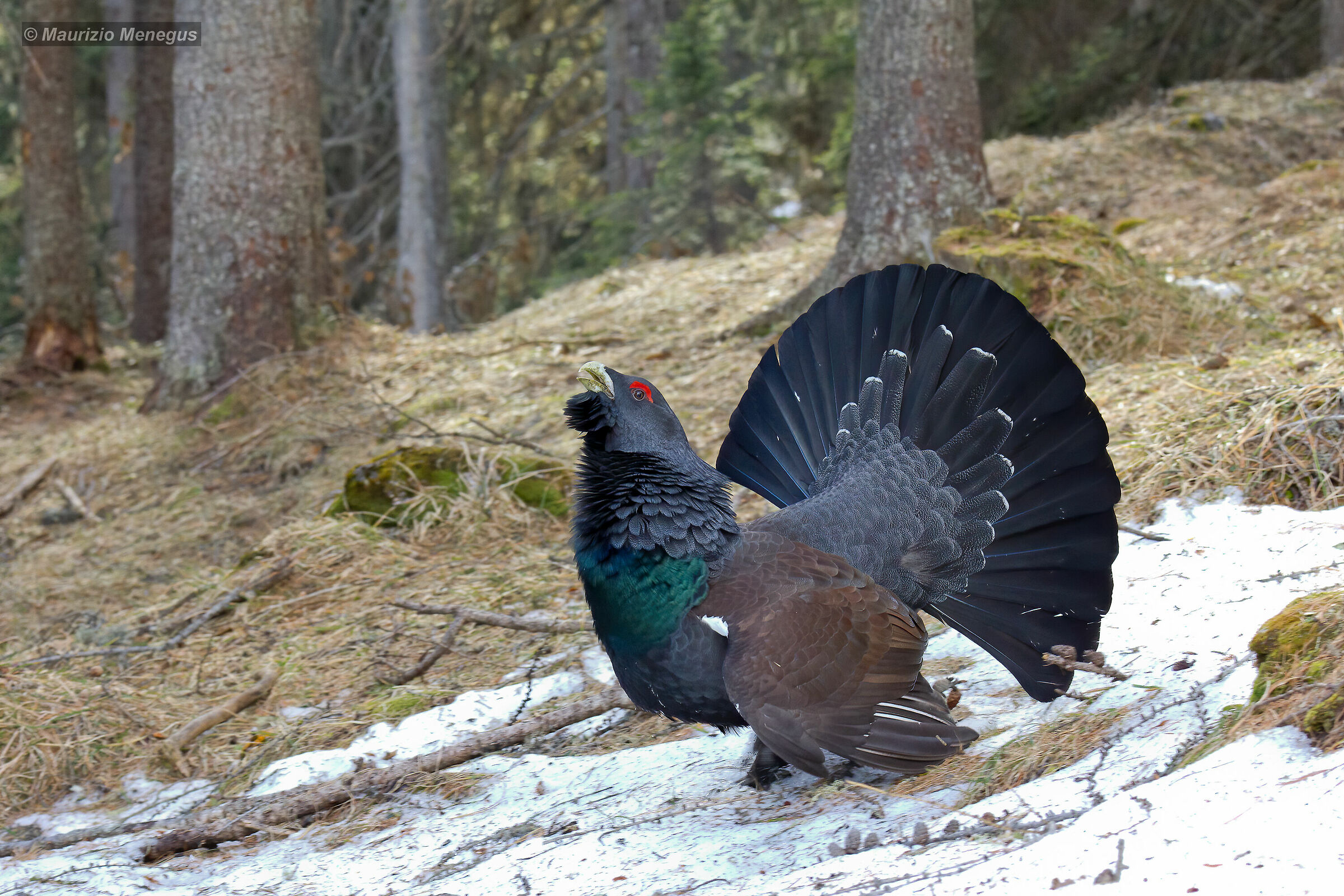 Gallo Cedrone "matto" Gennaio 2015 Dolomiti