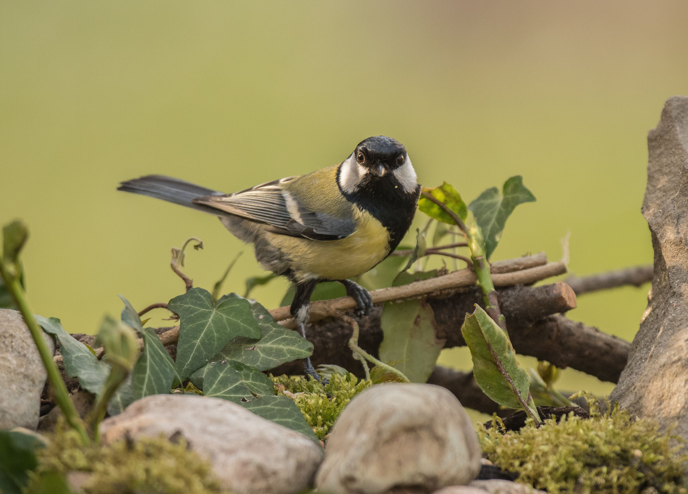 Cincia in the garden