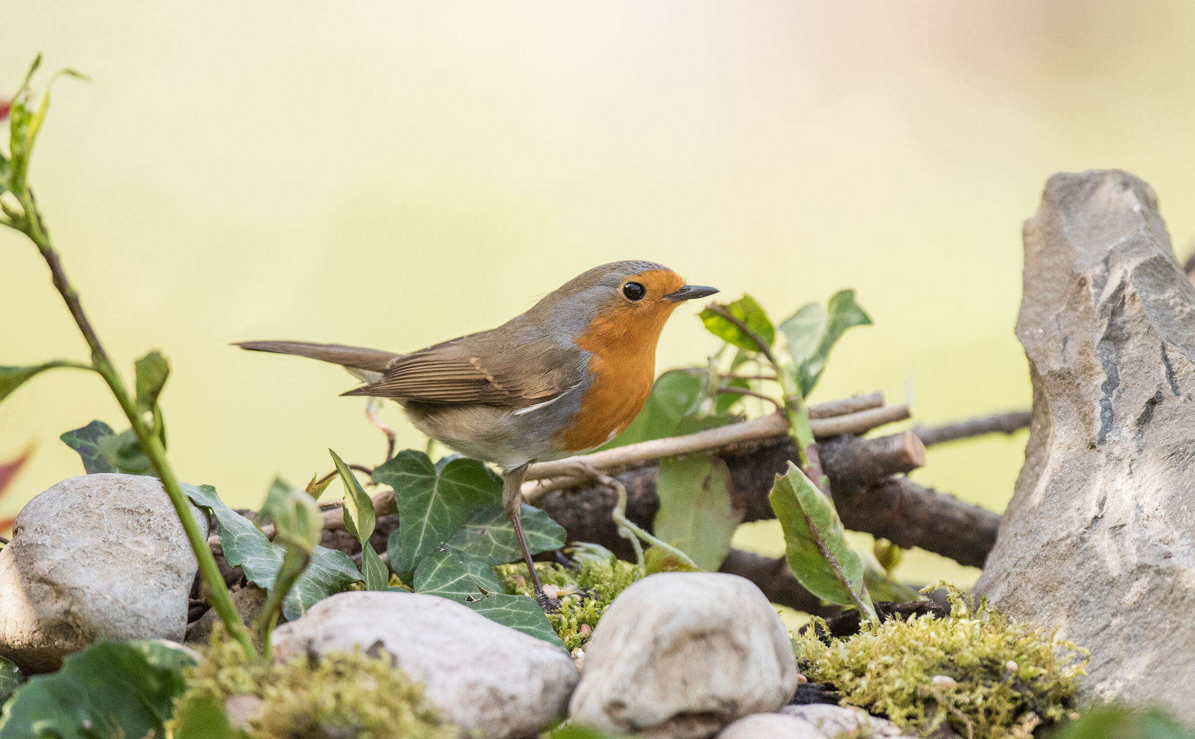 Robin in the garden