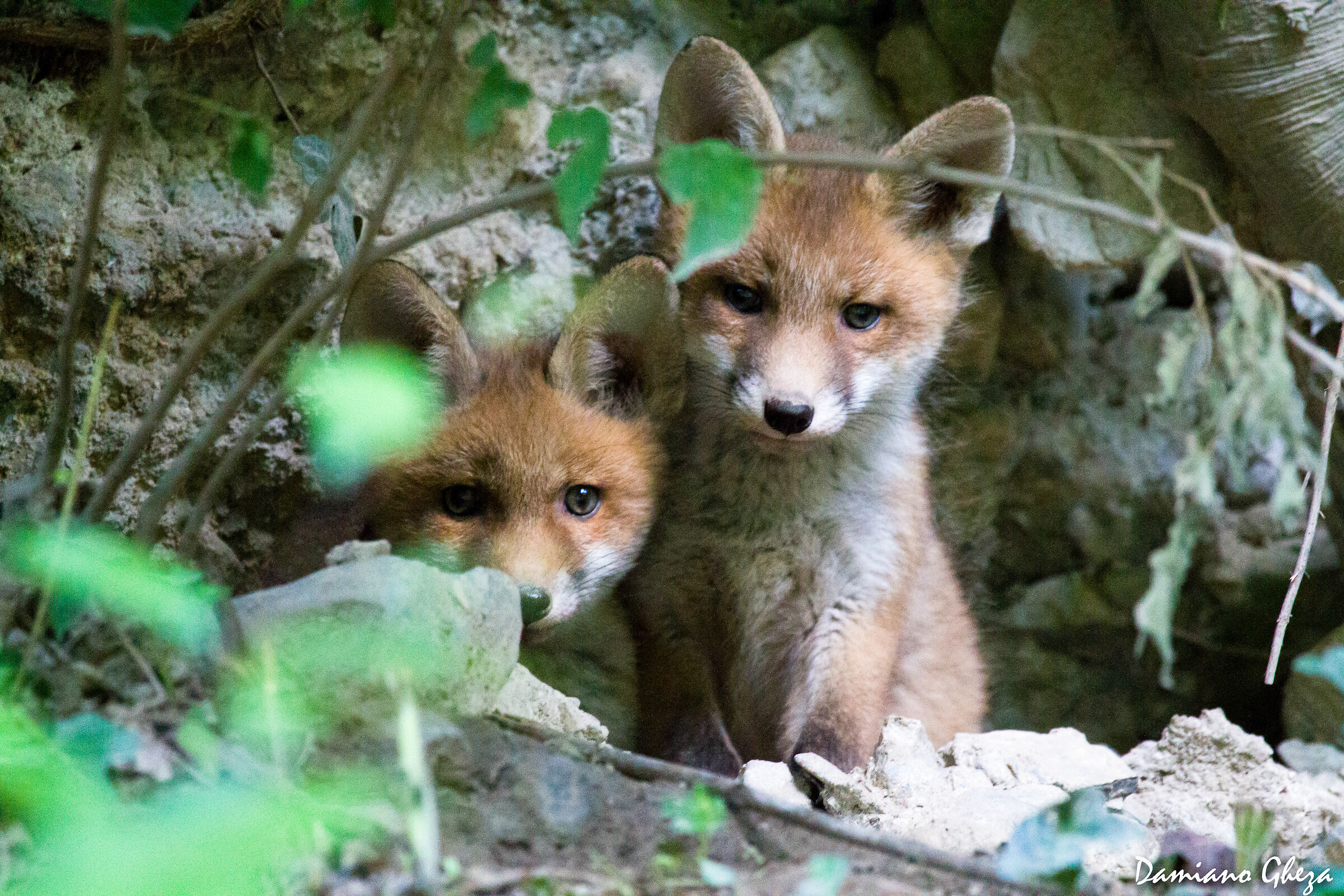 Fox babies