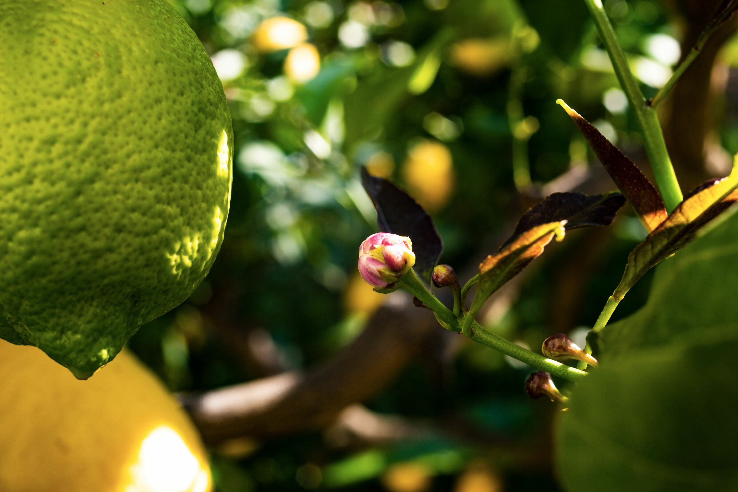 LEMONS AND FLOWERS