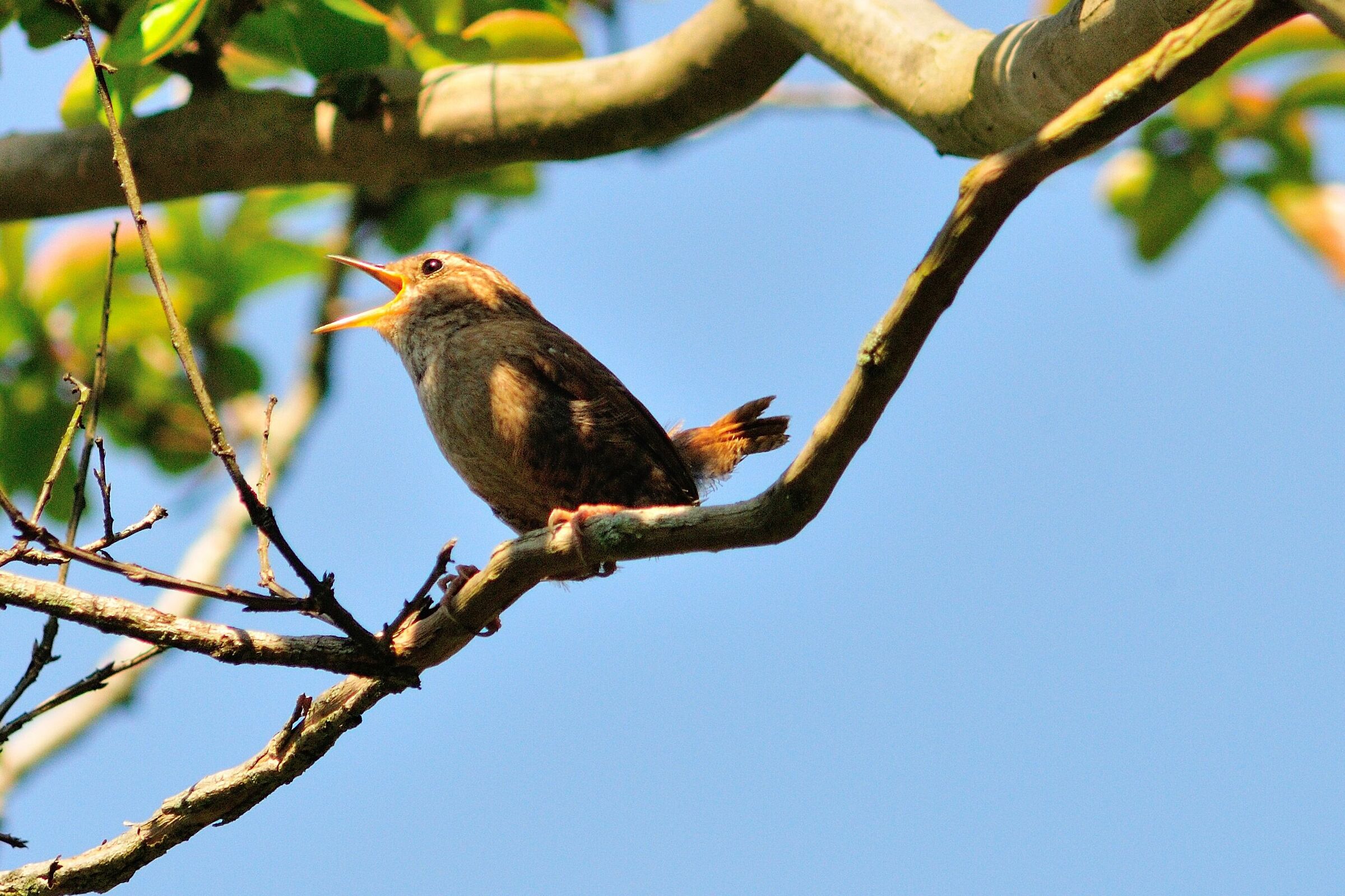 Wren