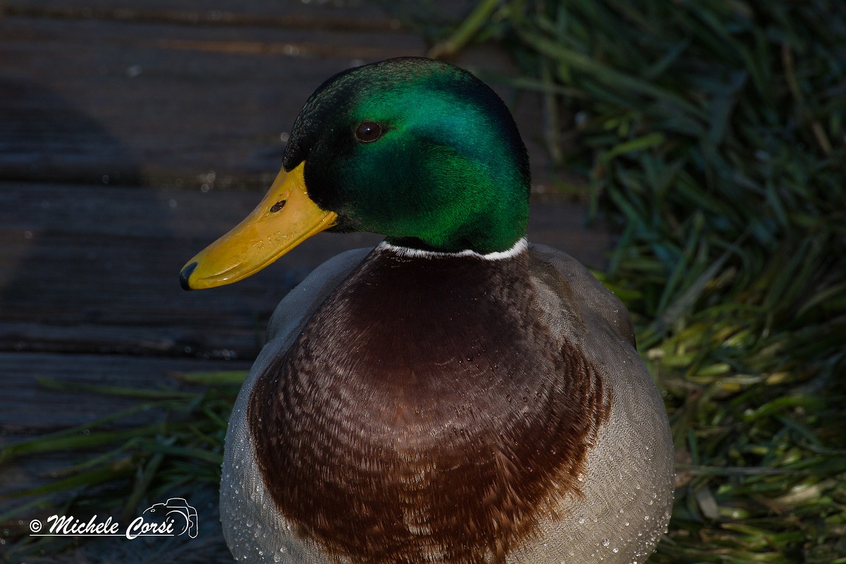 Mallard