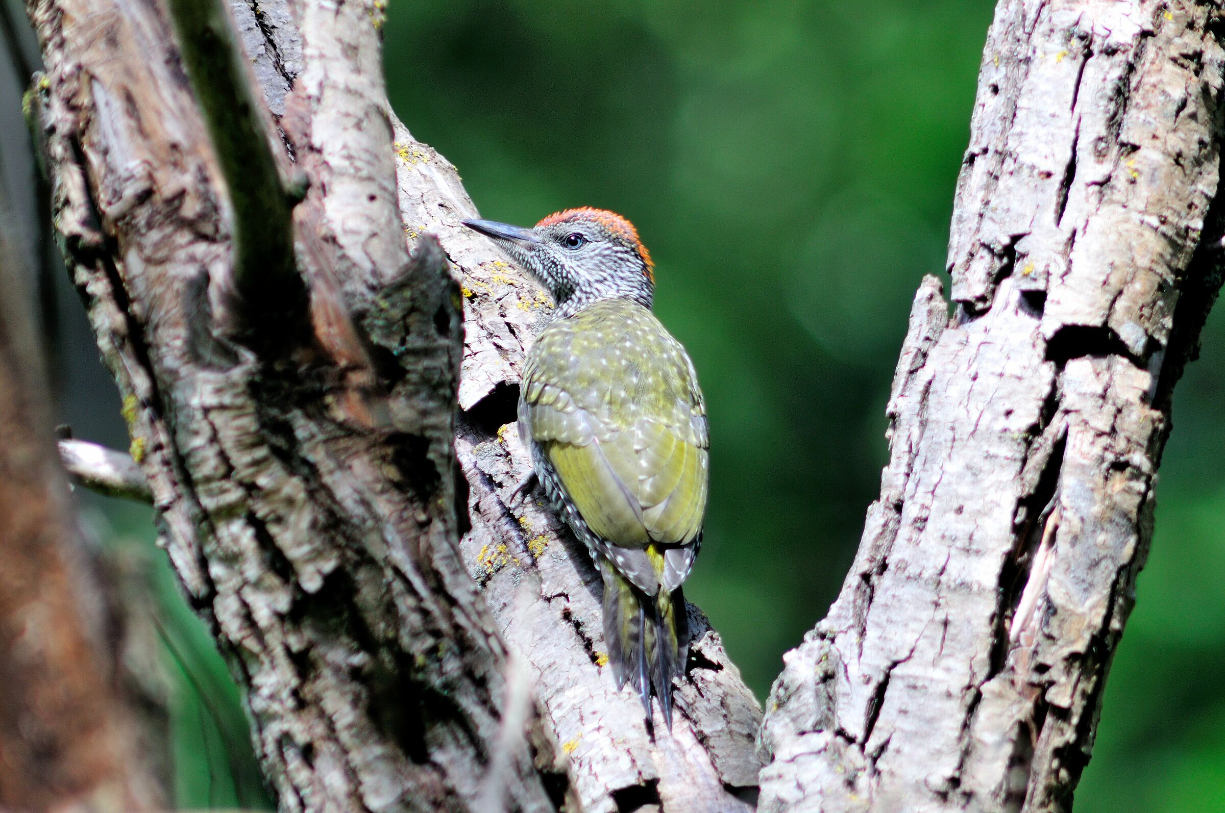 Juv green woodpecker.