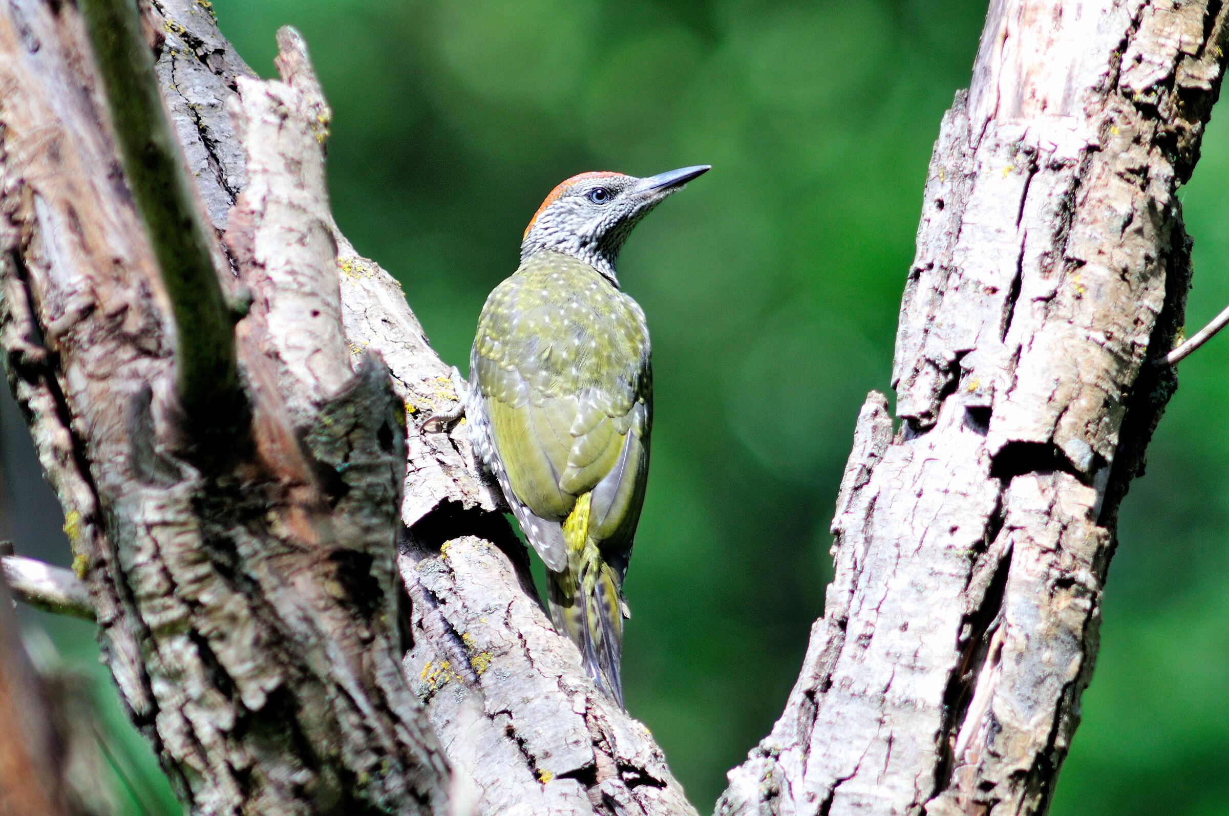 Juv green woodpecker.