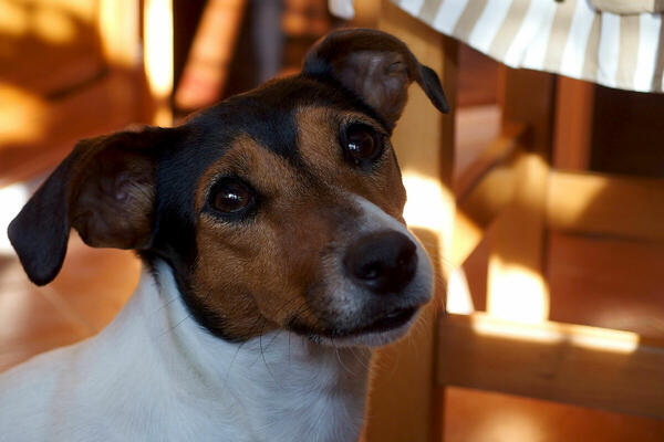 Foto