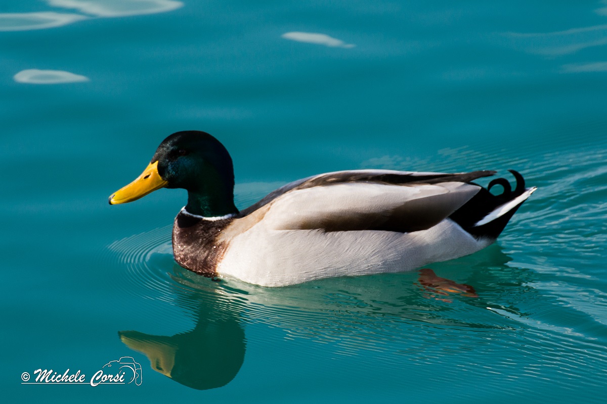 Mallard