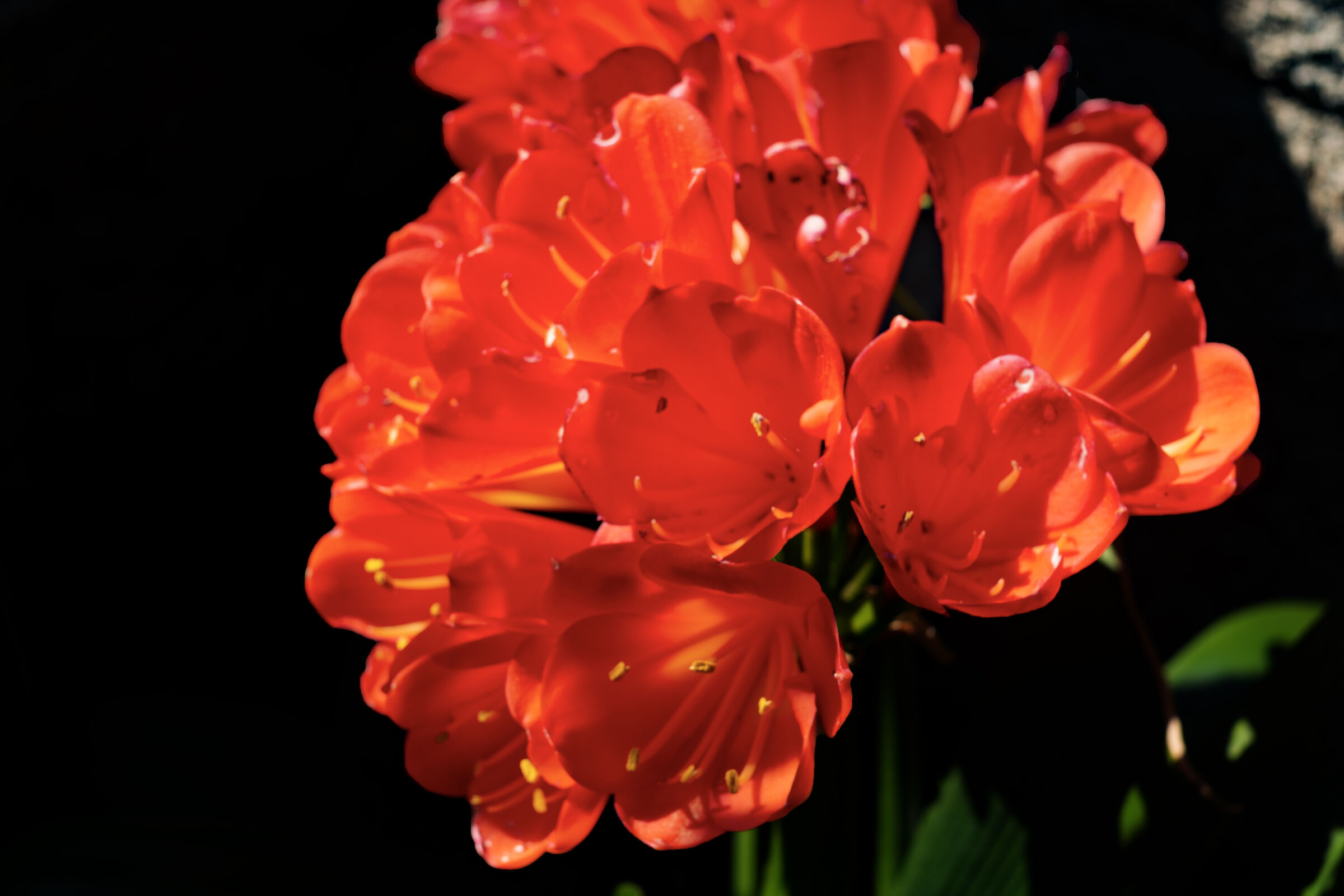 GIGLIO ROSSO