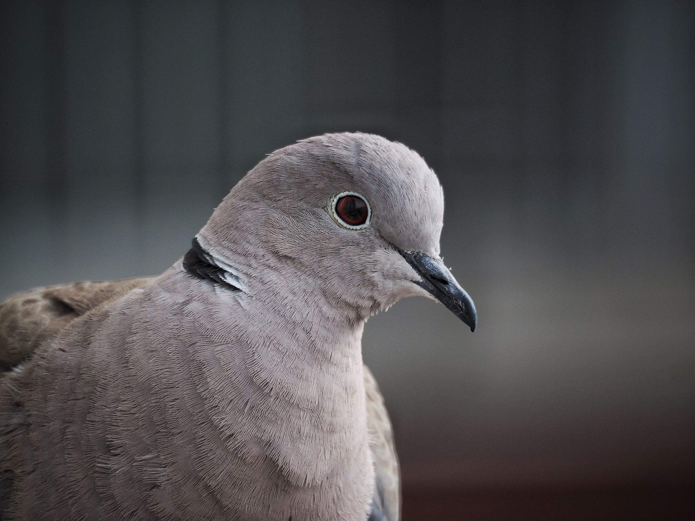 Birdwatching ai tempi del corona